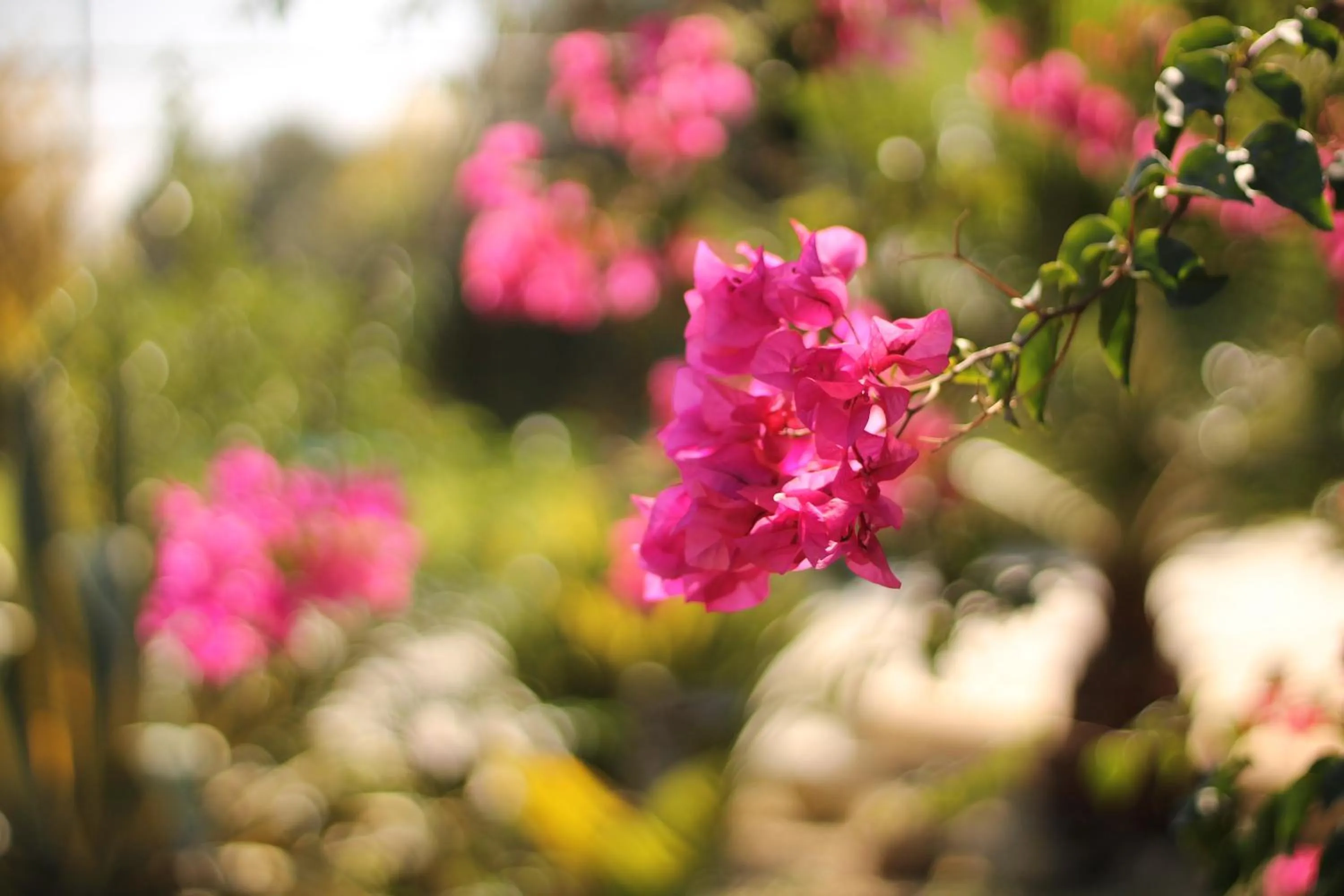 Garden in Valle di Mare Country Resort