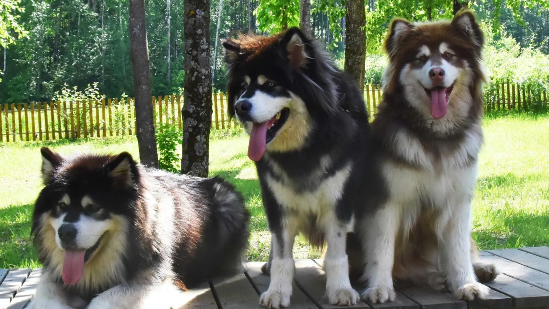 Animals in Park Hyatt Changbaishan