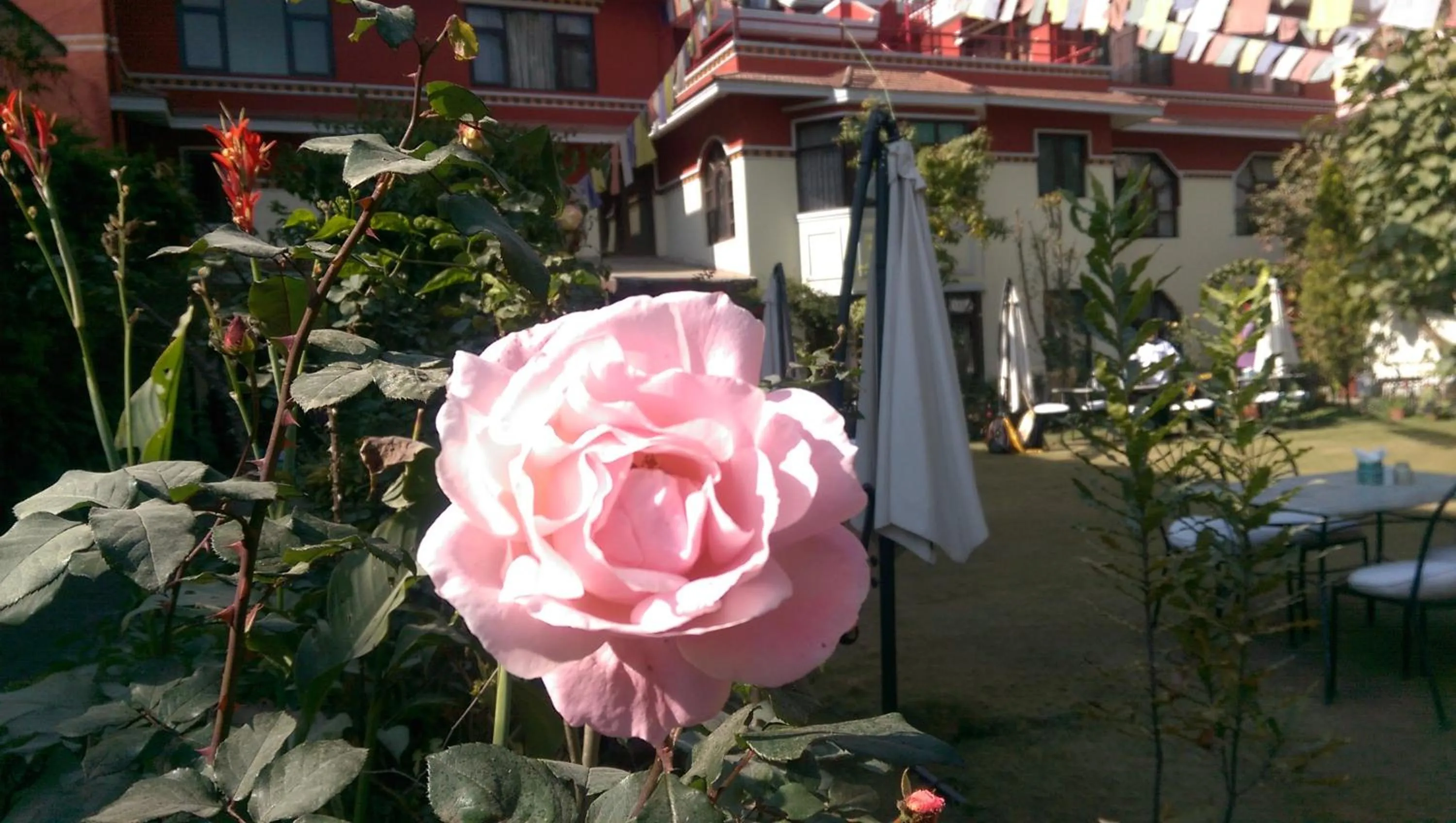 Garden in ROKPA Guest House