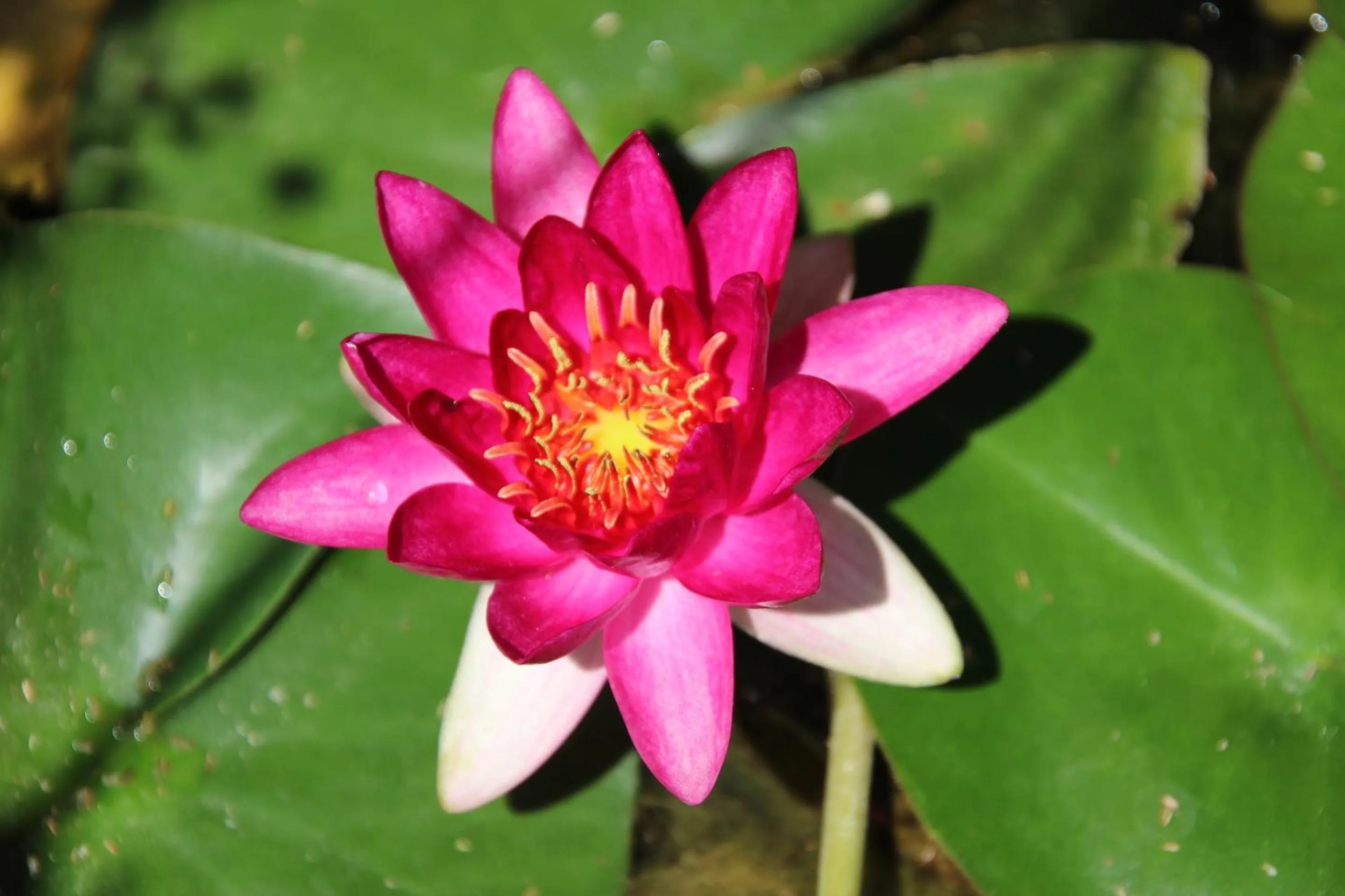 Garden in LE MAS COTHY en Provence