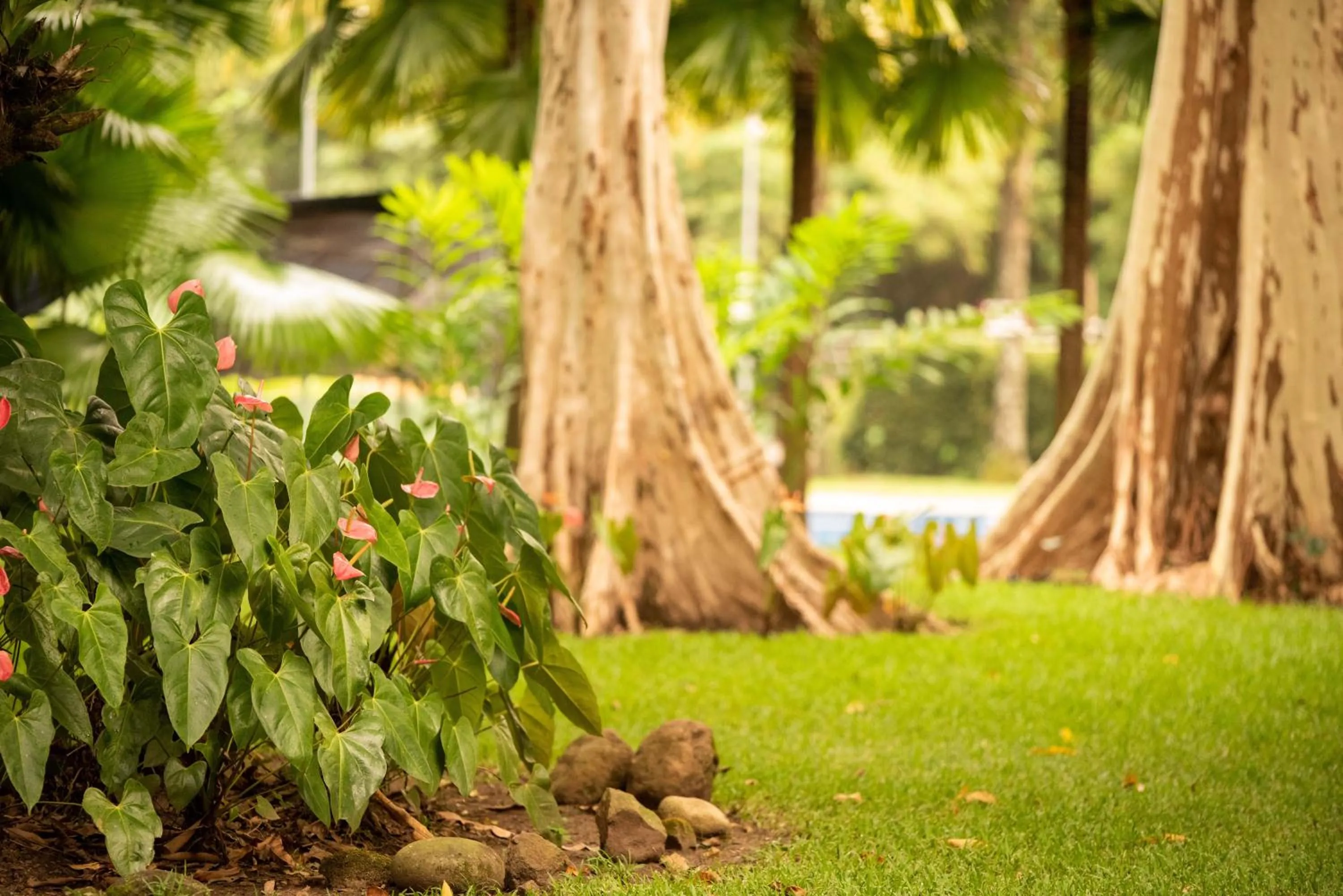 Garden in Hotel El Arco