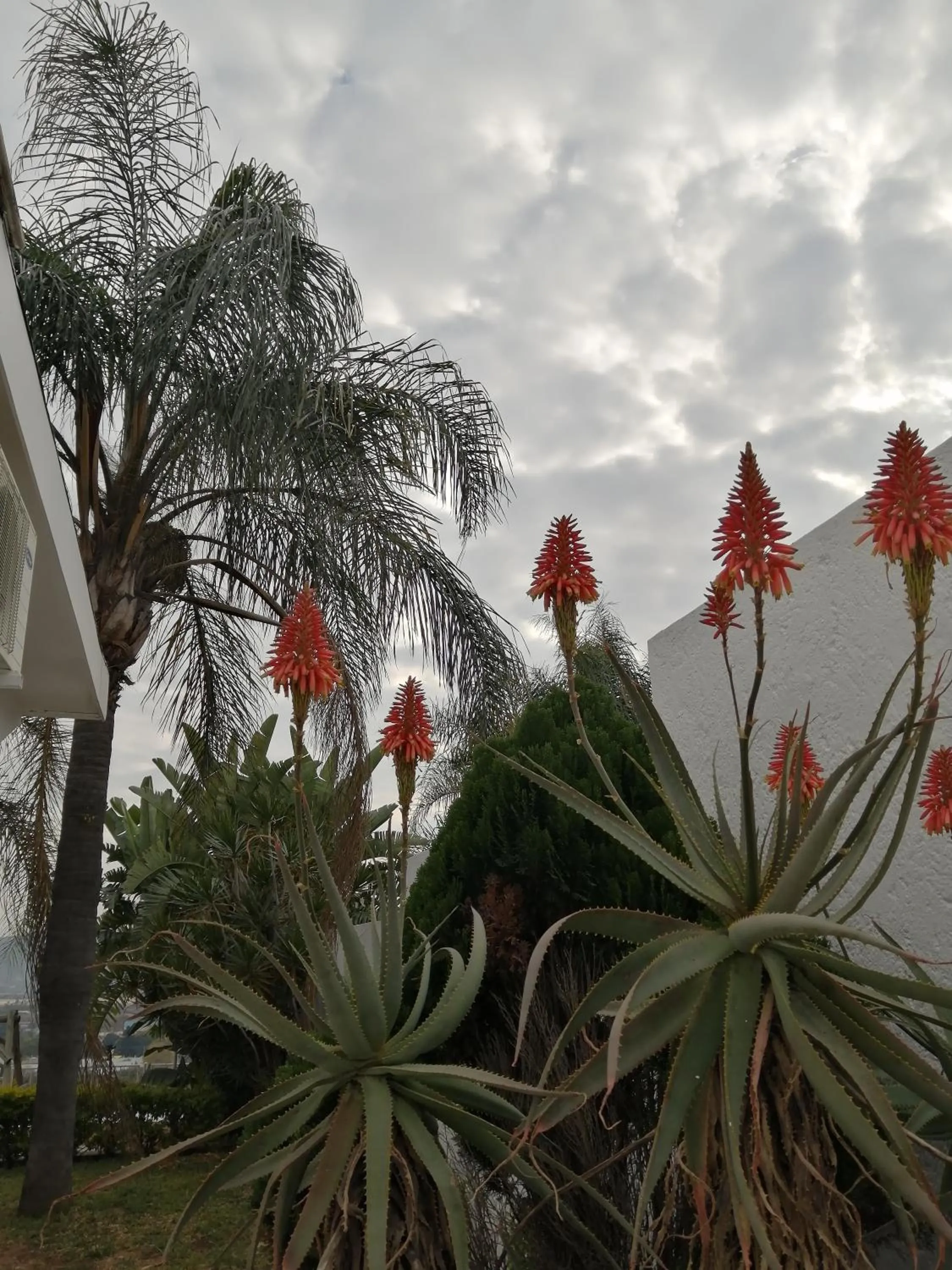 Garden in Palm View Guest House