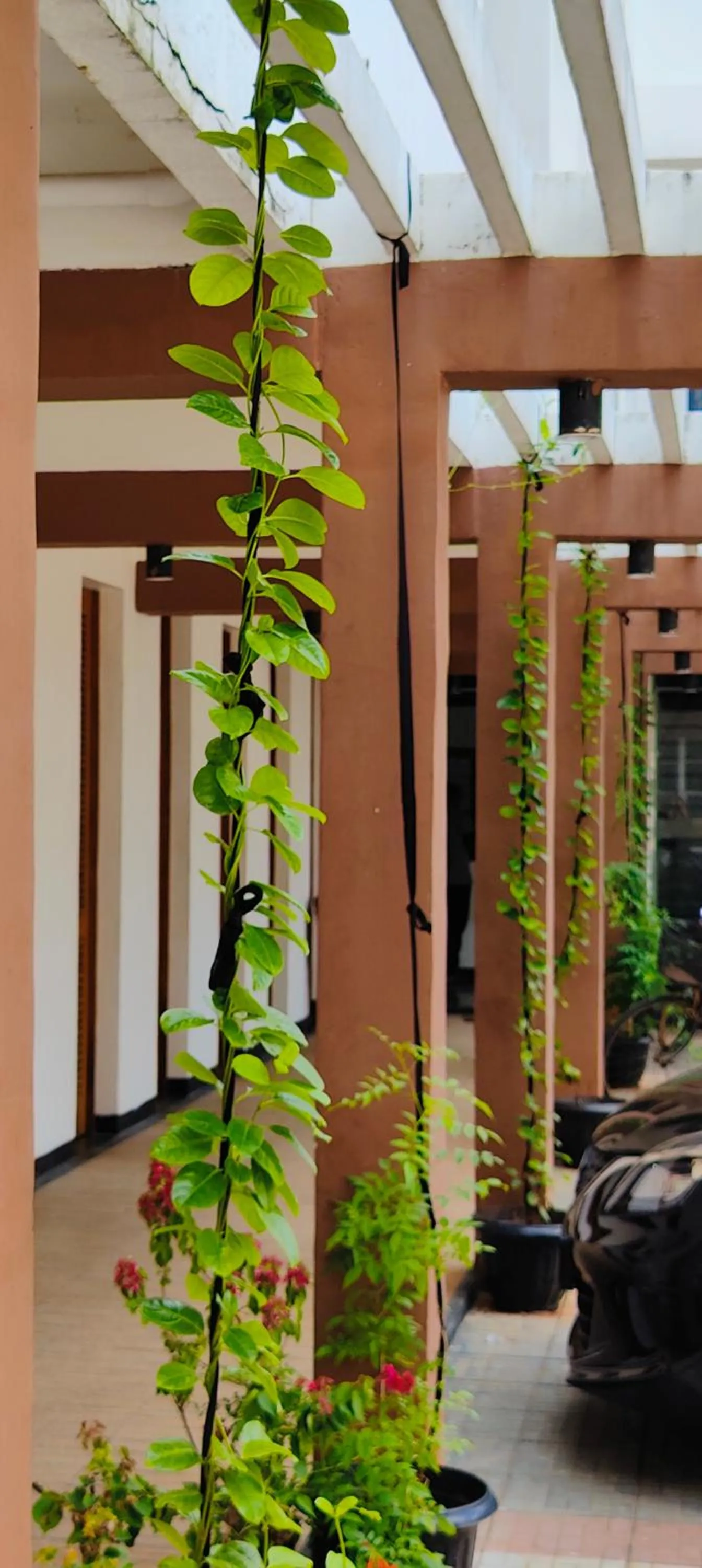 Garden view in Subhas Tourist Hotel