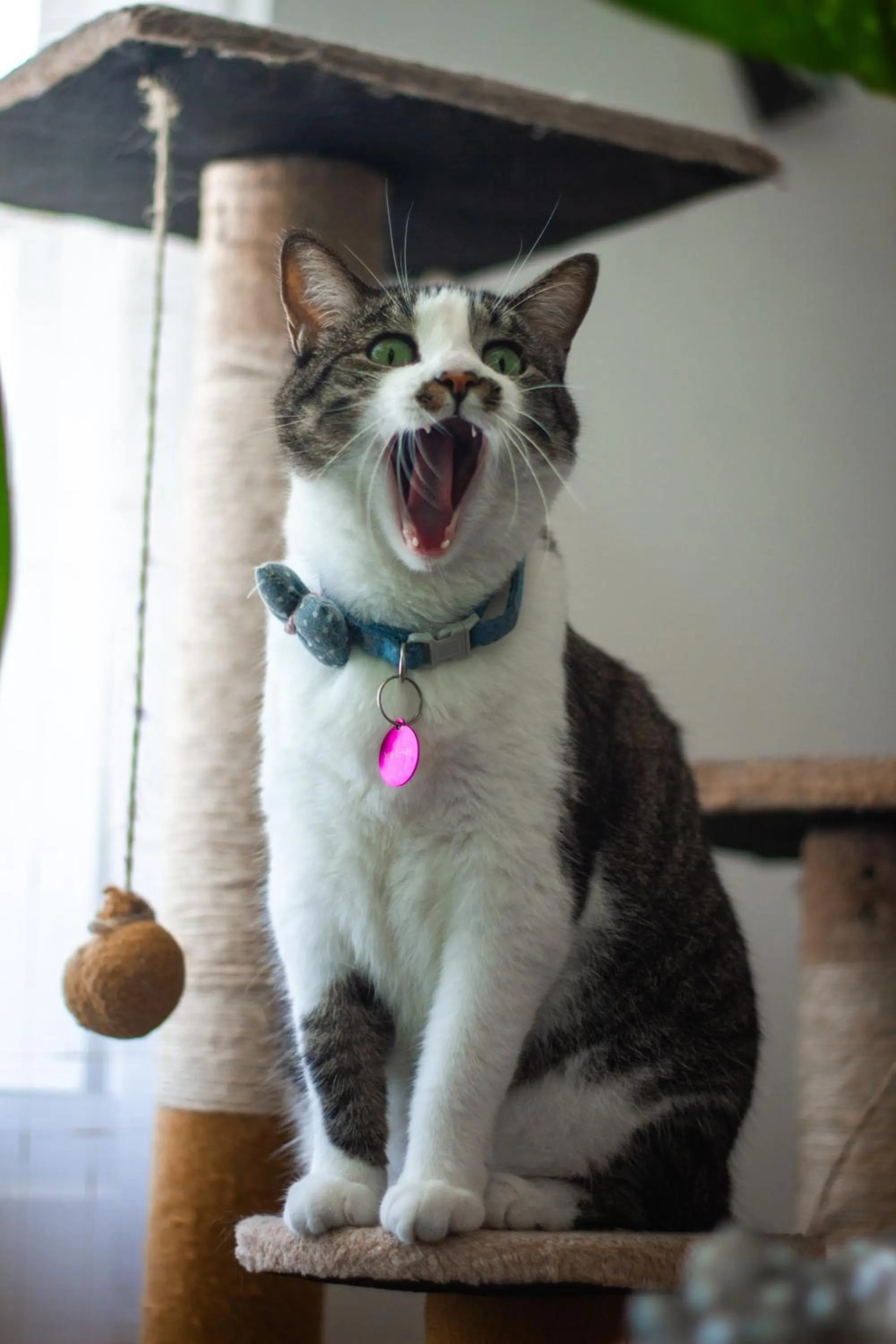 Pets in Hotel Parque de los Novios Inn