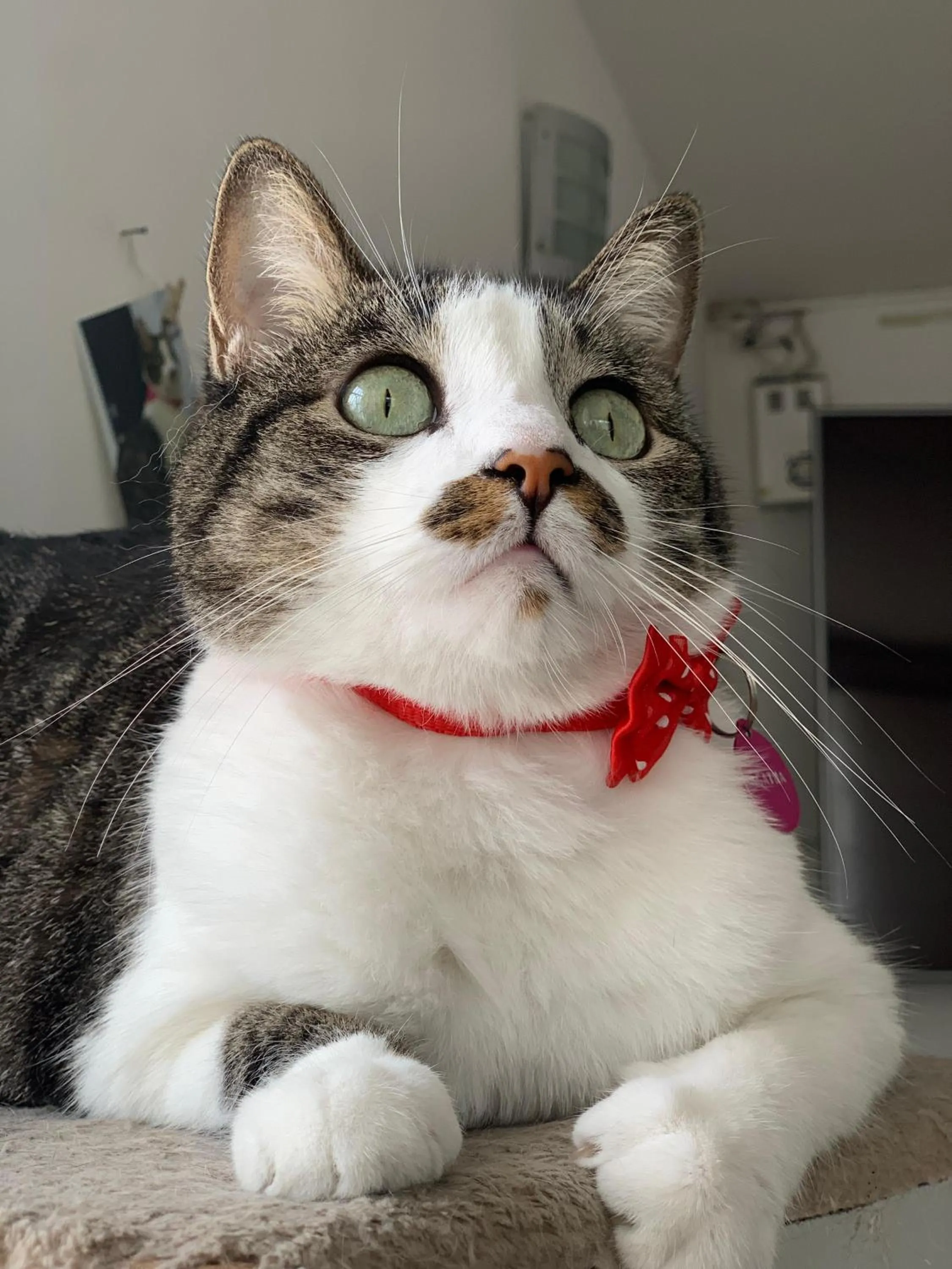 Pets in Hotel Parque de los Novios Inn