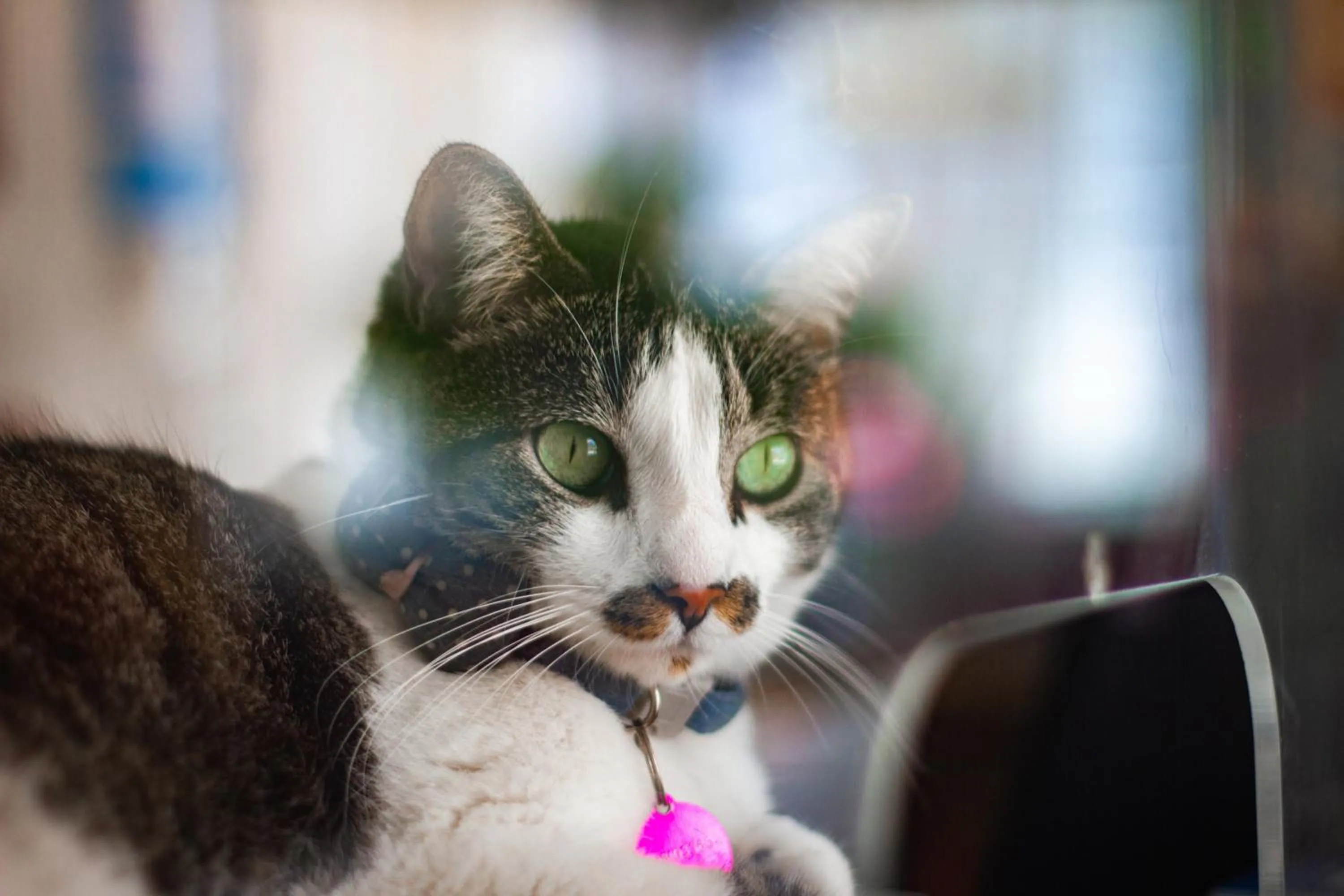 Pets in Hotel Parque de los Novios Inn