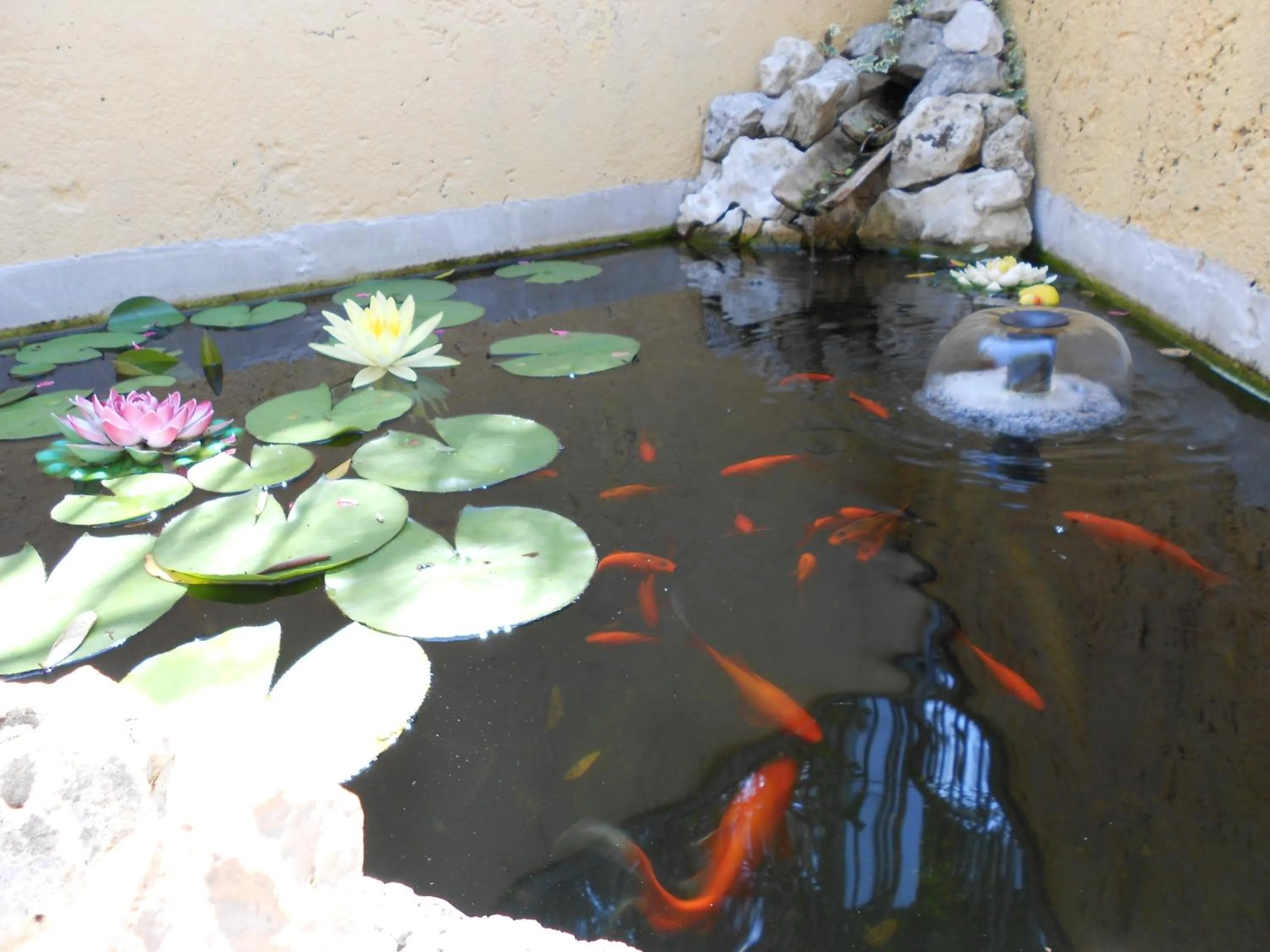 Garden in Hotel Casa Gagliardi