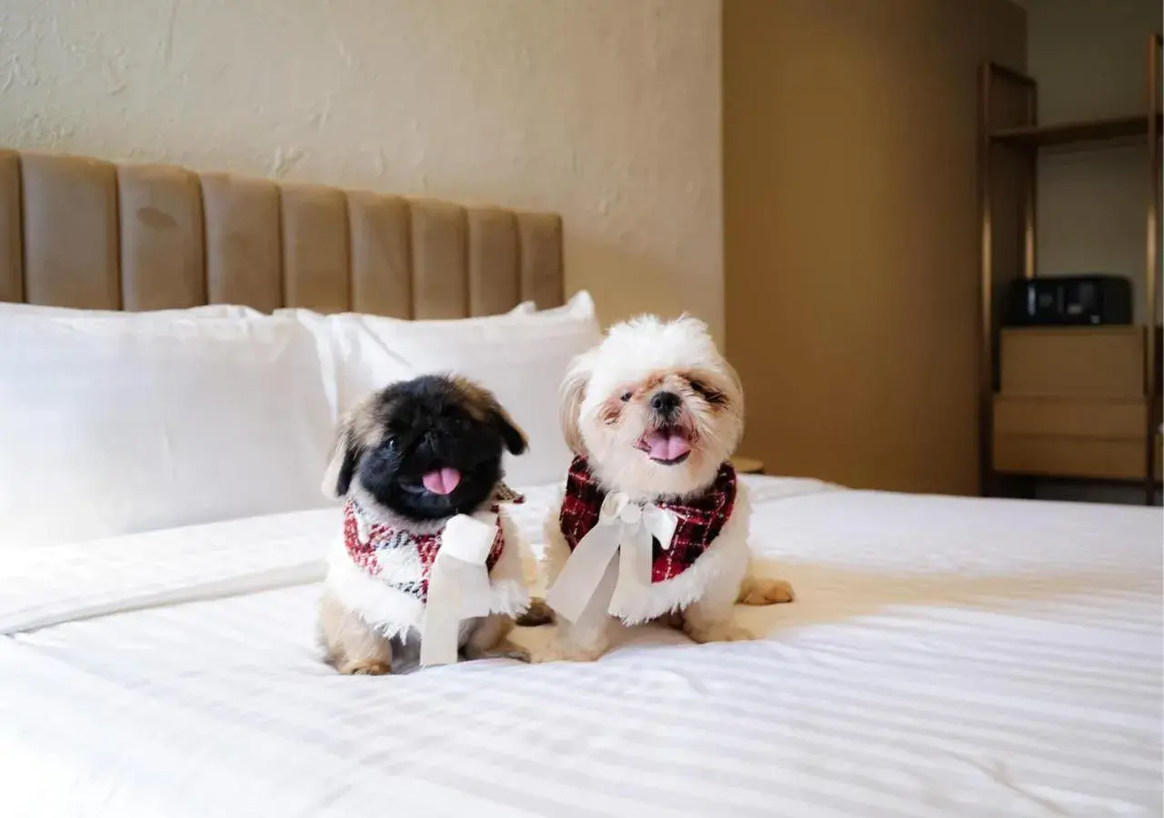 Pet Friendly - Chill Room in Away Bangkok Riverside Kene Pet Friendly - Chill Room in Away Bangkok Riverside Kene