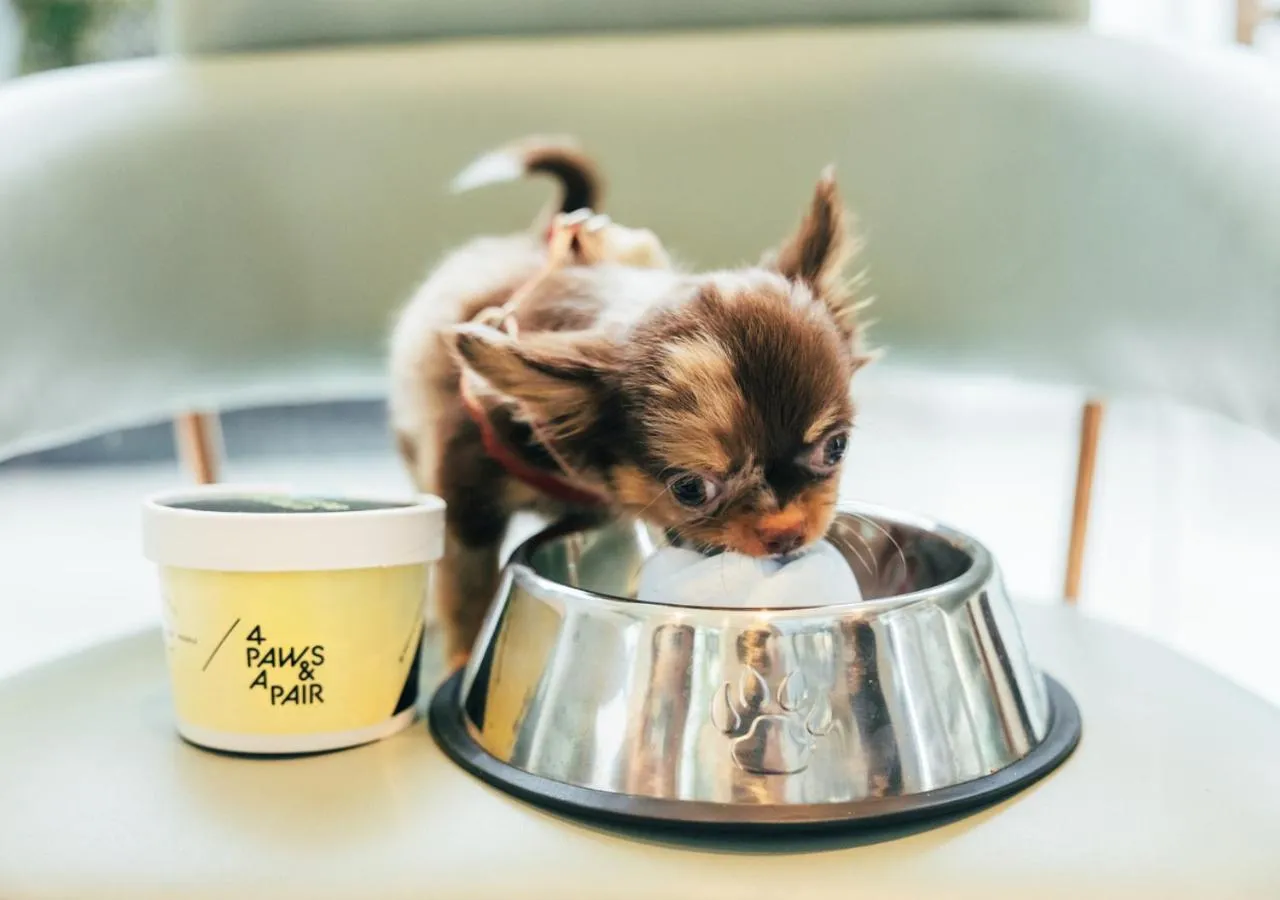 Pets in Away Bangkok Riverside Kene