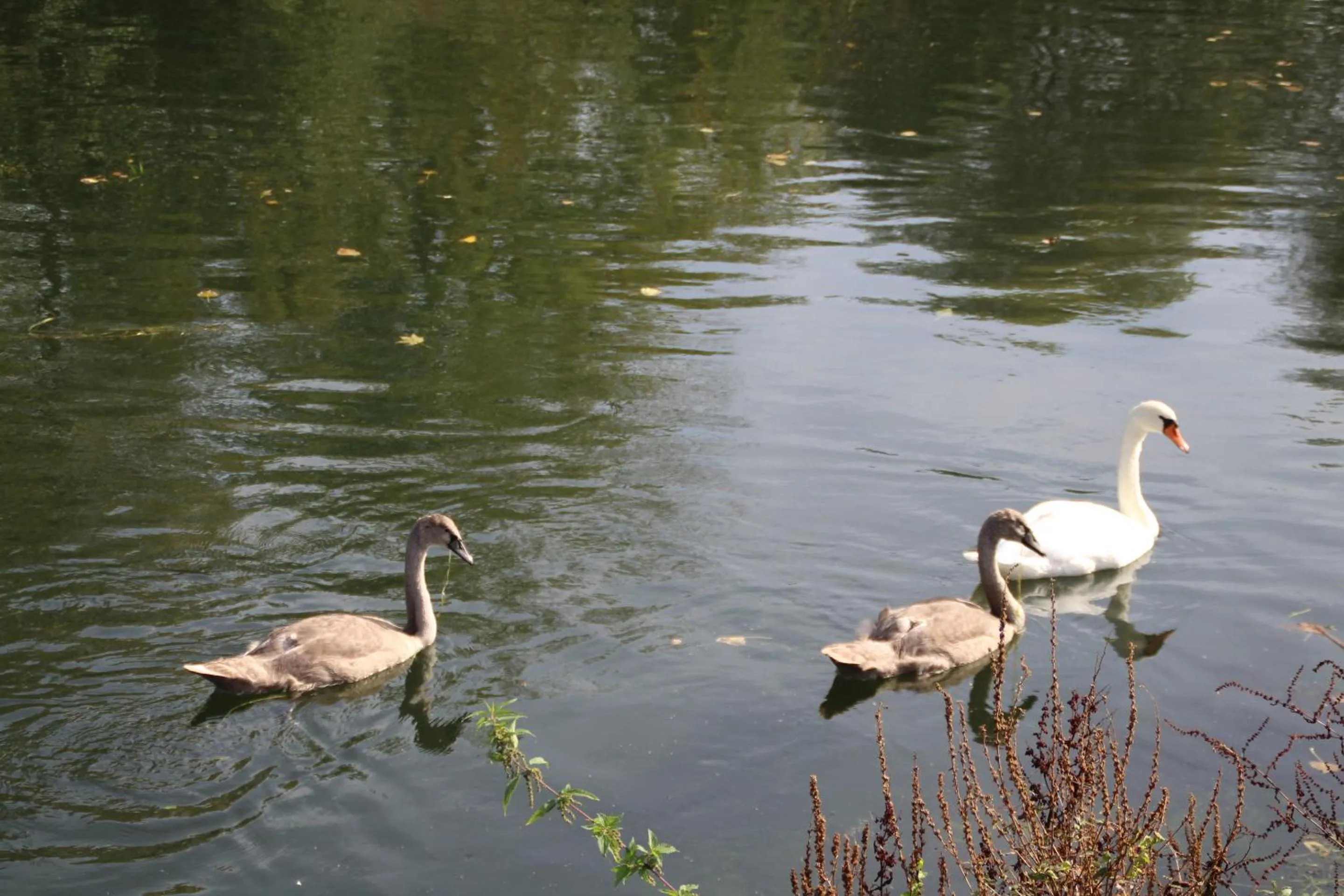 Neighbourhood, Other Animals in Sealov- Nuit sur un bateau à quai, halte bucolique entre Pont-Remy et Abbeville