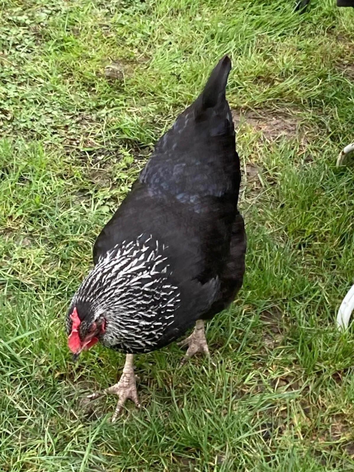 Animals in YXIE - Manoir des Arts