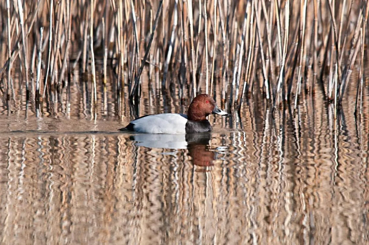 Animals in Al Pian Garnì - B&B & Pizza