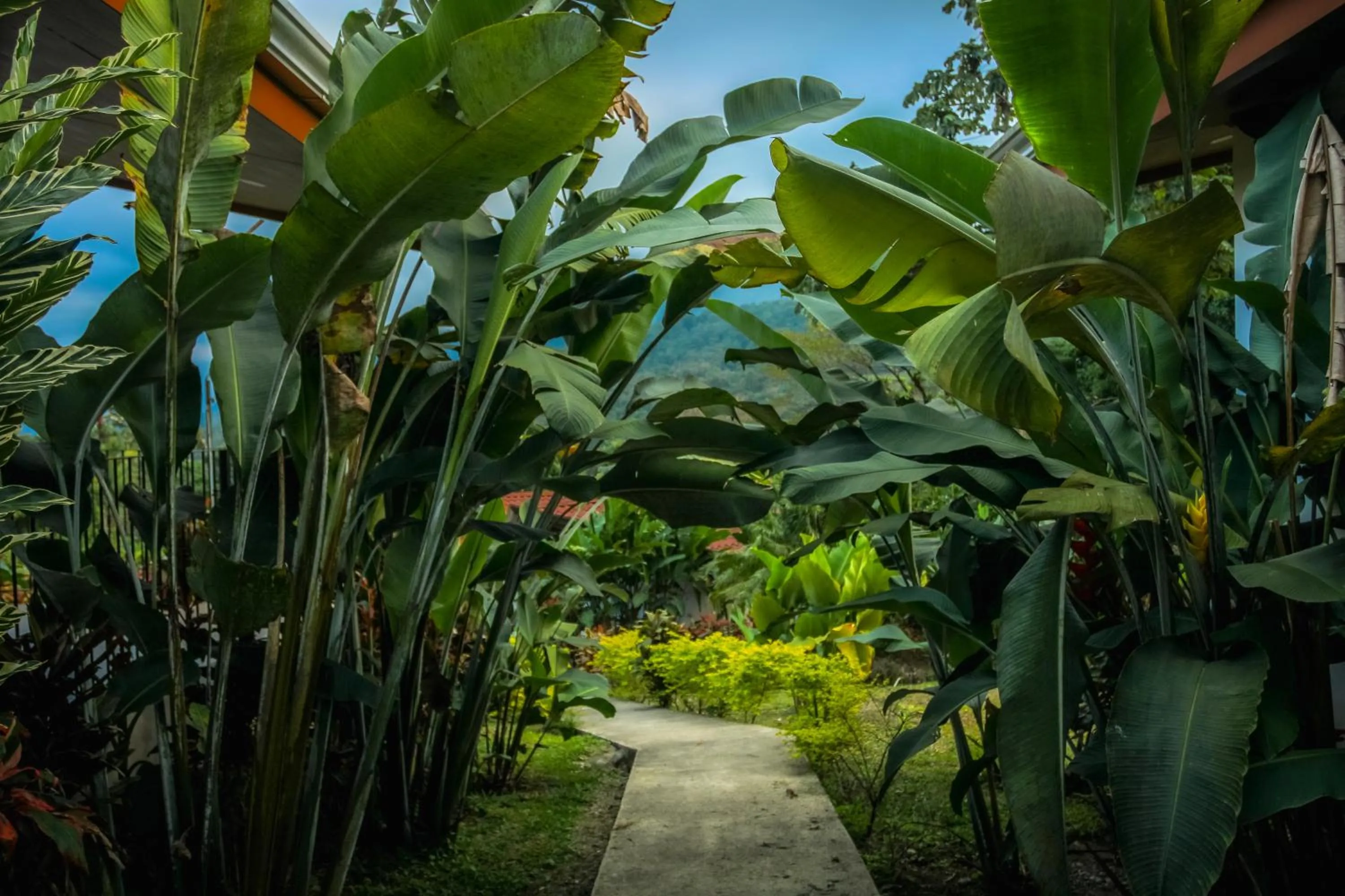 Natural landscape in Miradas Arenal Hotel & Hotsprings