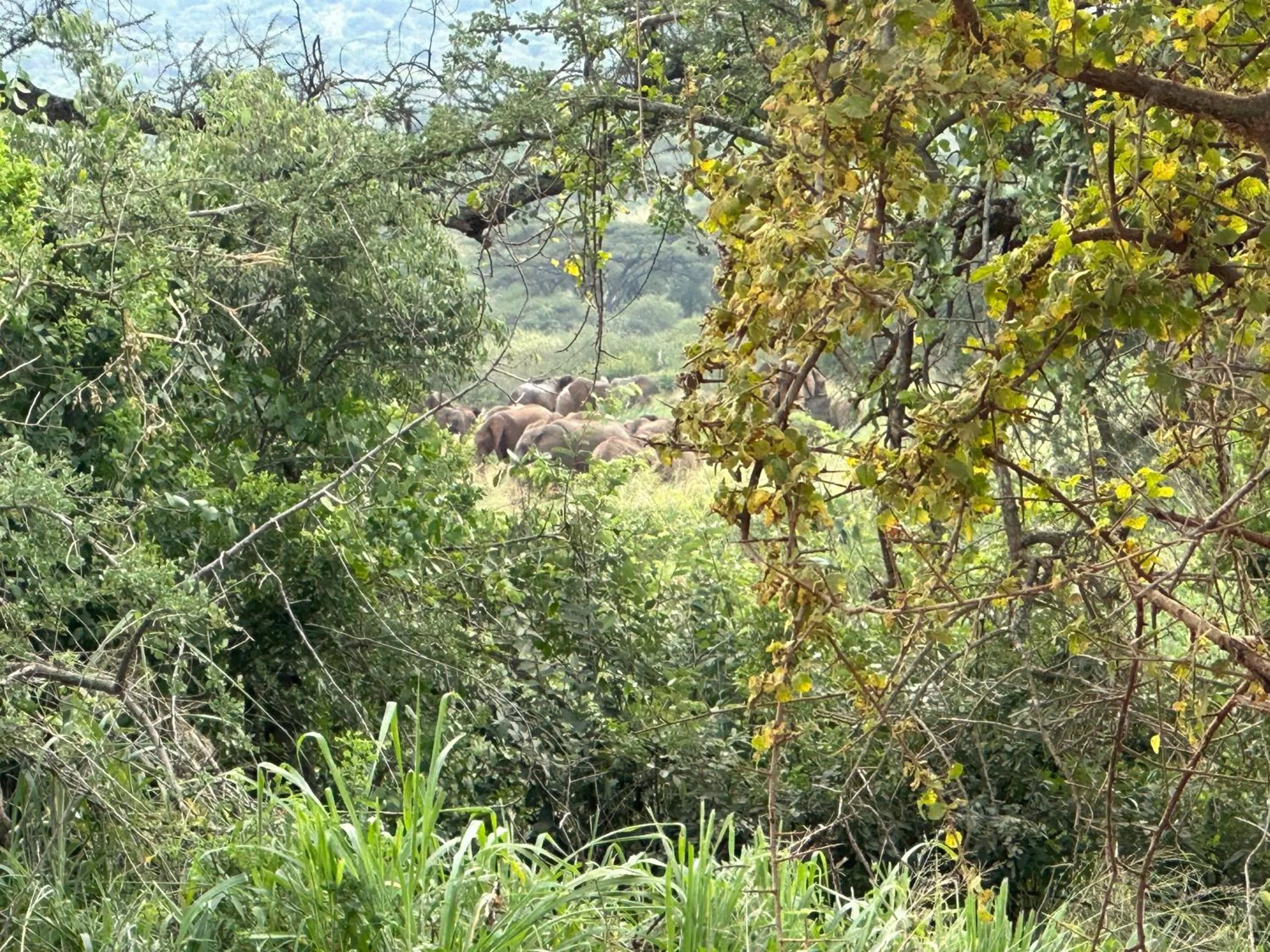 Natural landscape in Mkomazi Hotels and Camps