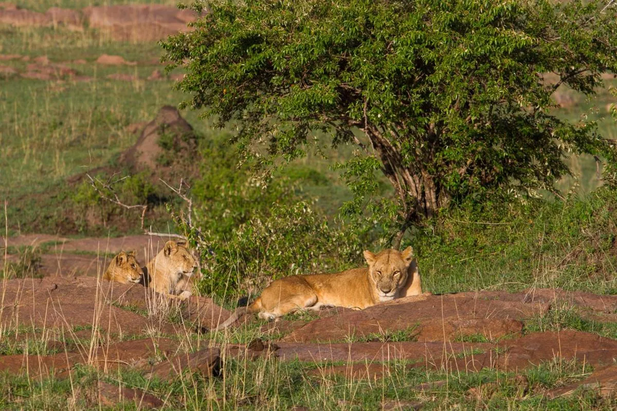 Mara Ngenche Safari Camp - Maasai Mara National Reserve