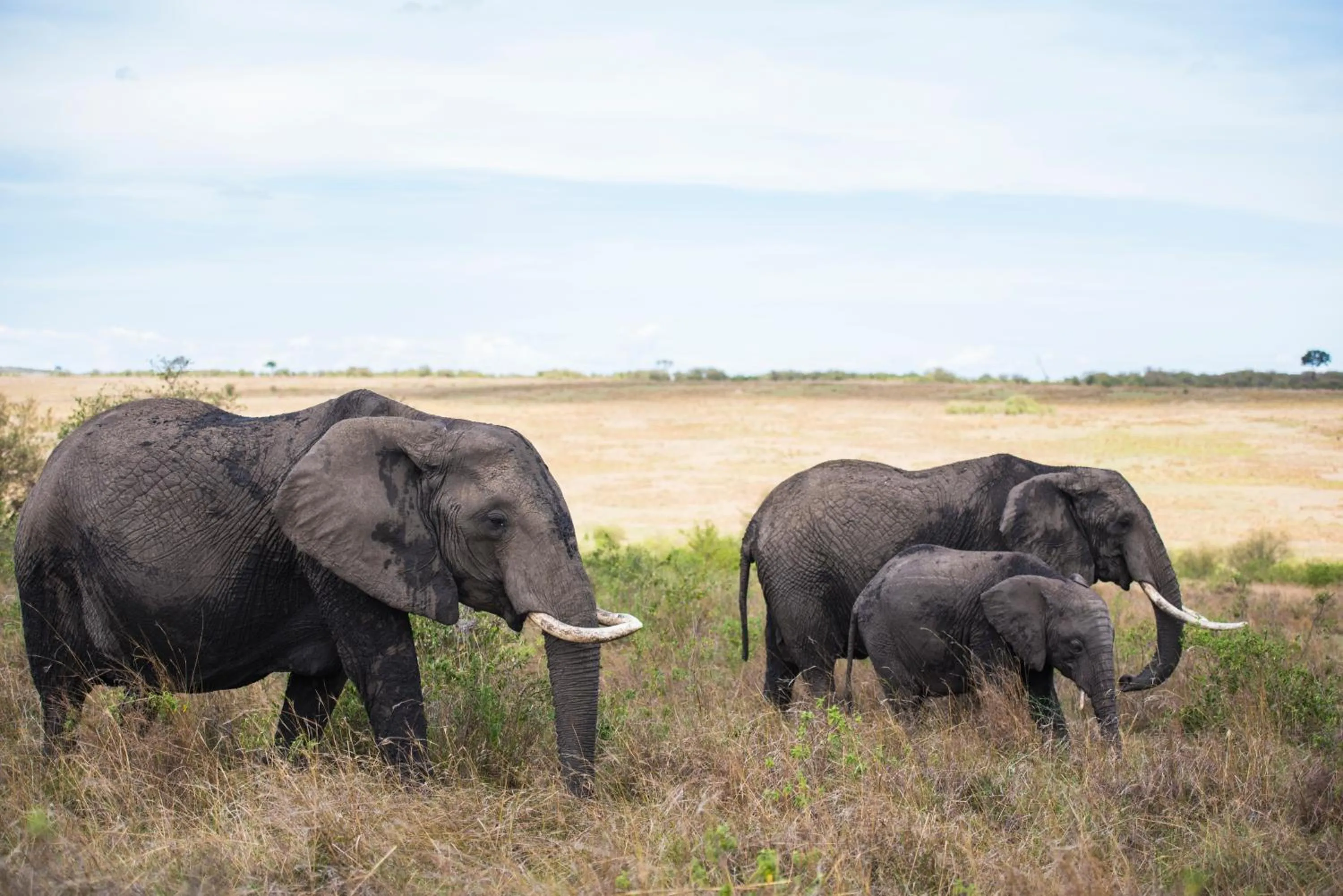 Mara Ngenche Safari Camp - Maasai Mara National Reserve