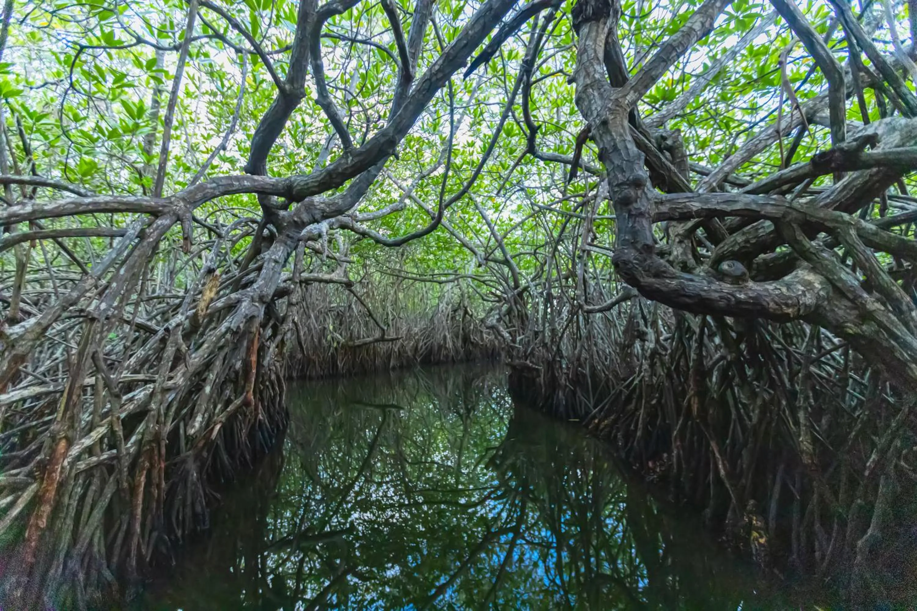 THE Mangrove cave Hotel