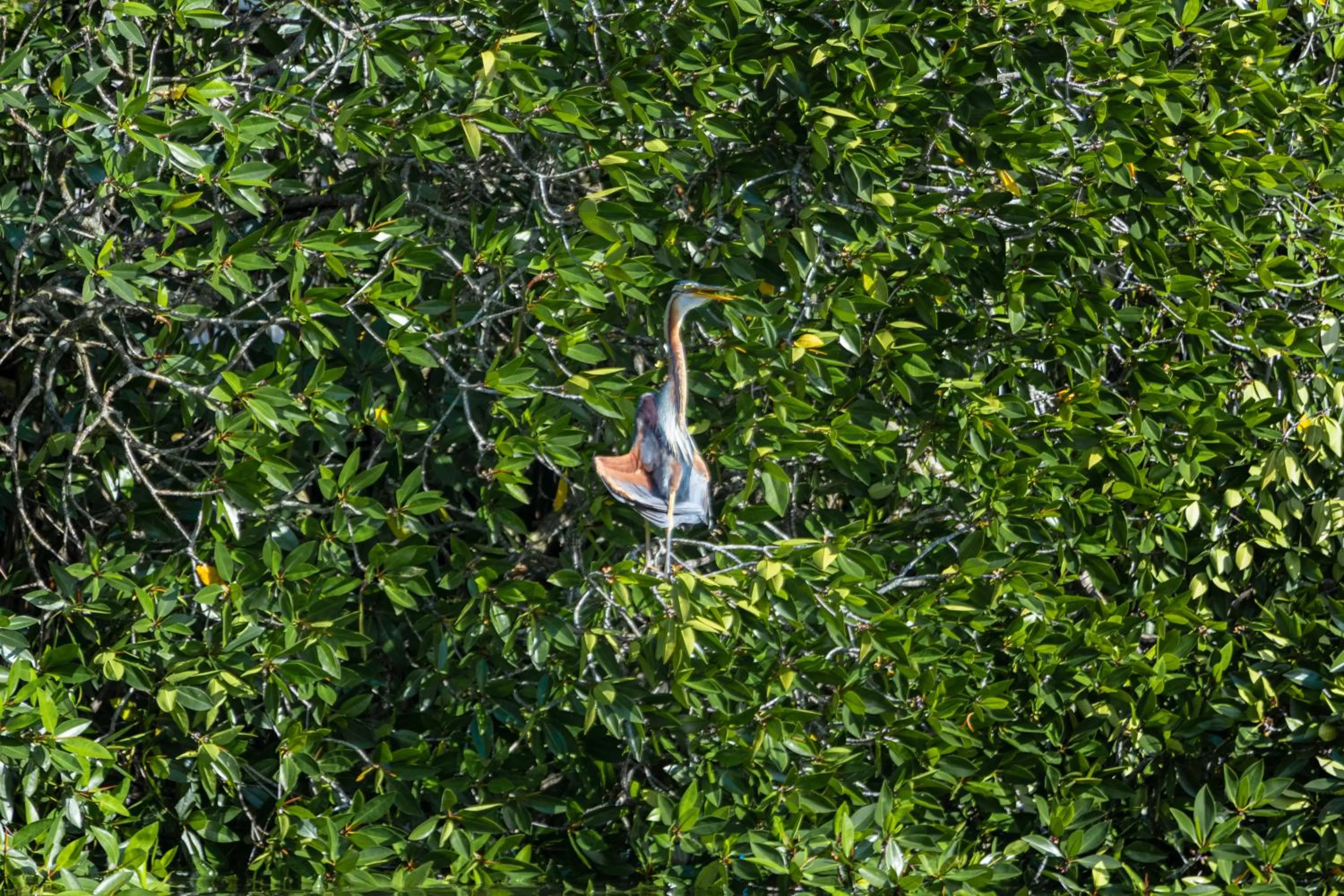 THE Mangrove cave Hotel