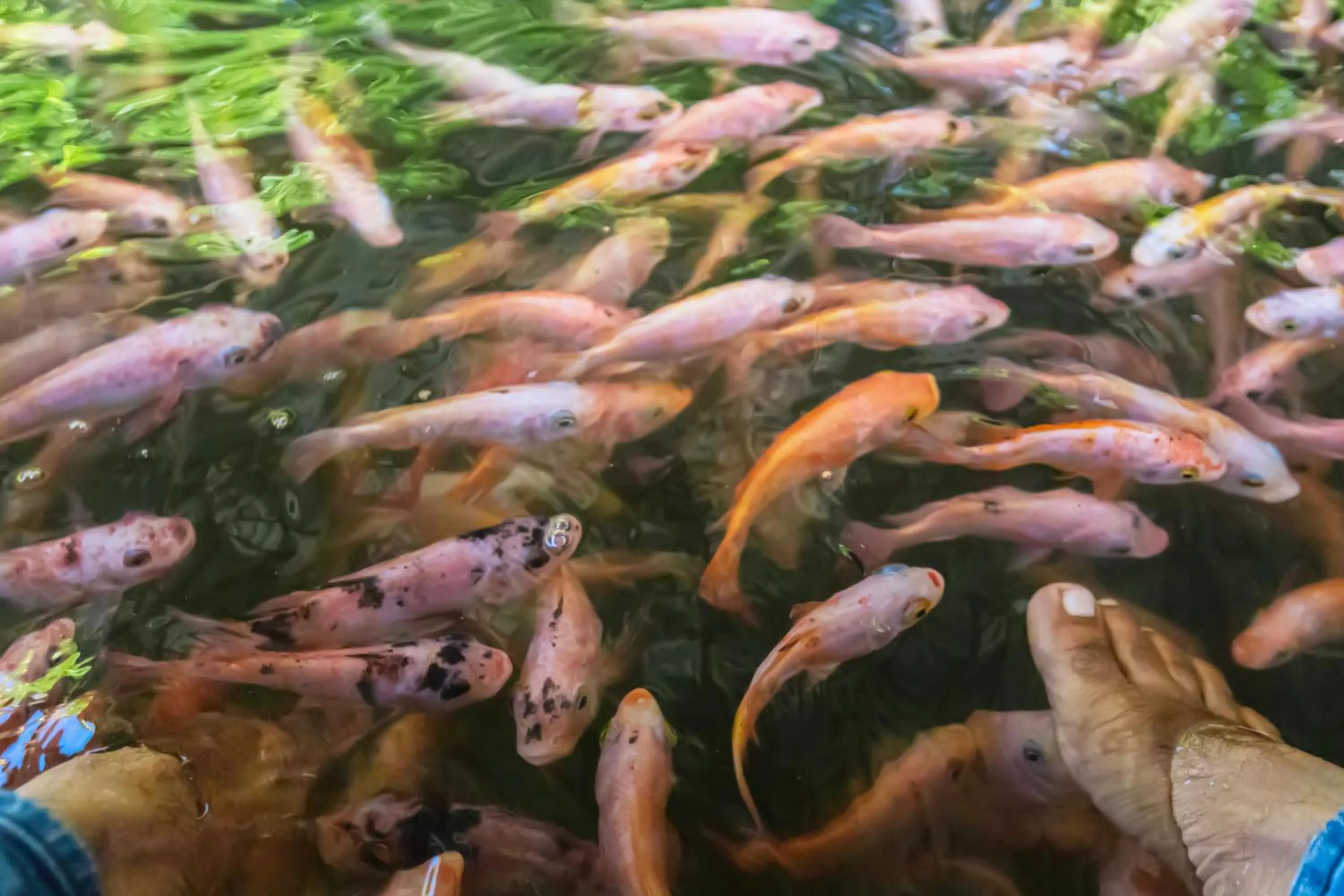 Natural landscape in THE Mangrove cave Hotel