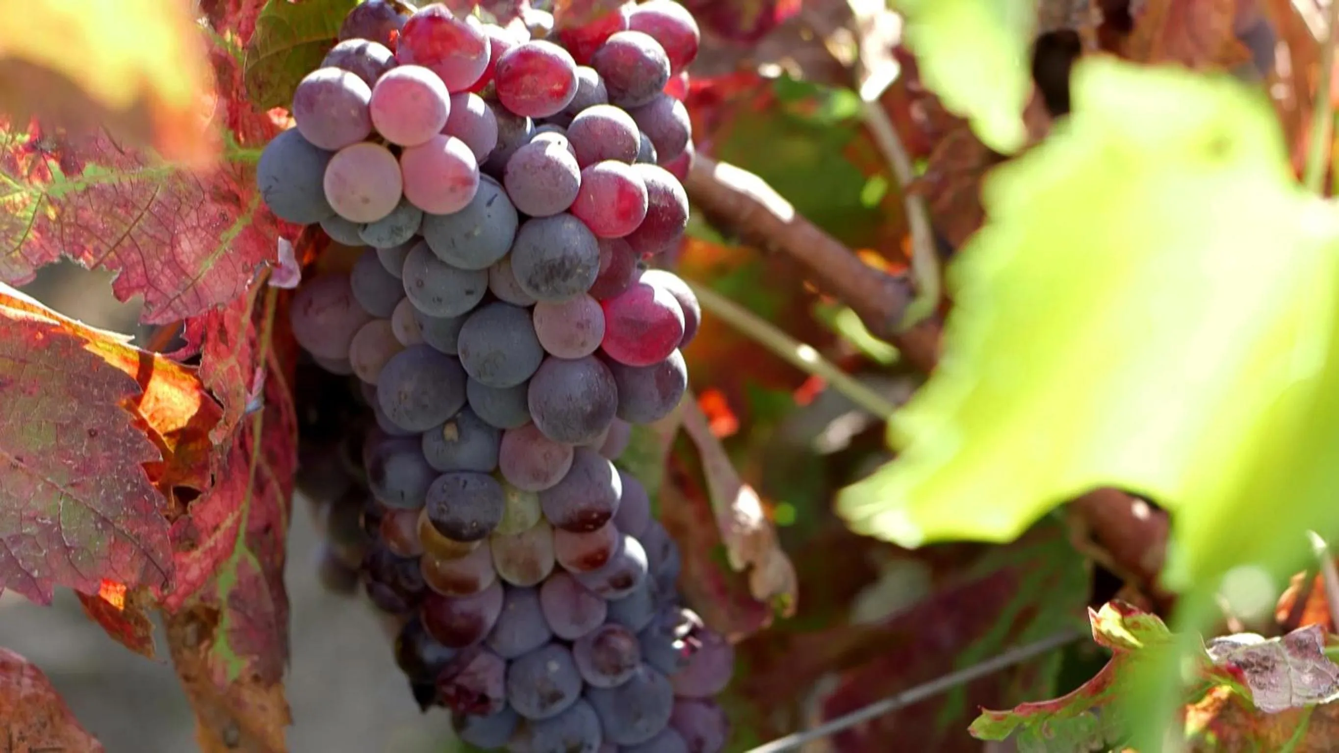 Alcoholic drinks in Hotel Baglio Oneto dei Principi di San Lorenzo - Luxury Wine Resort