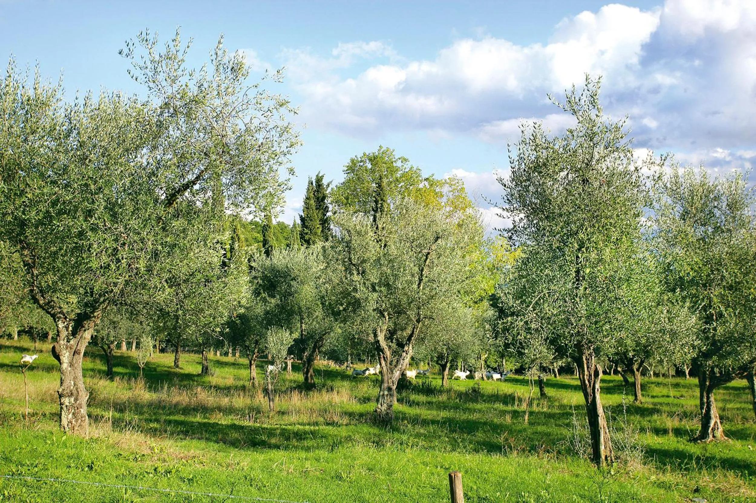 Spring in Tenuta La Bandita