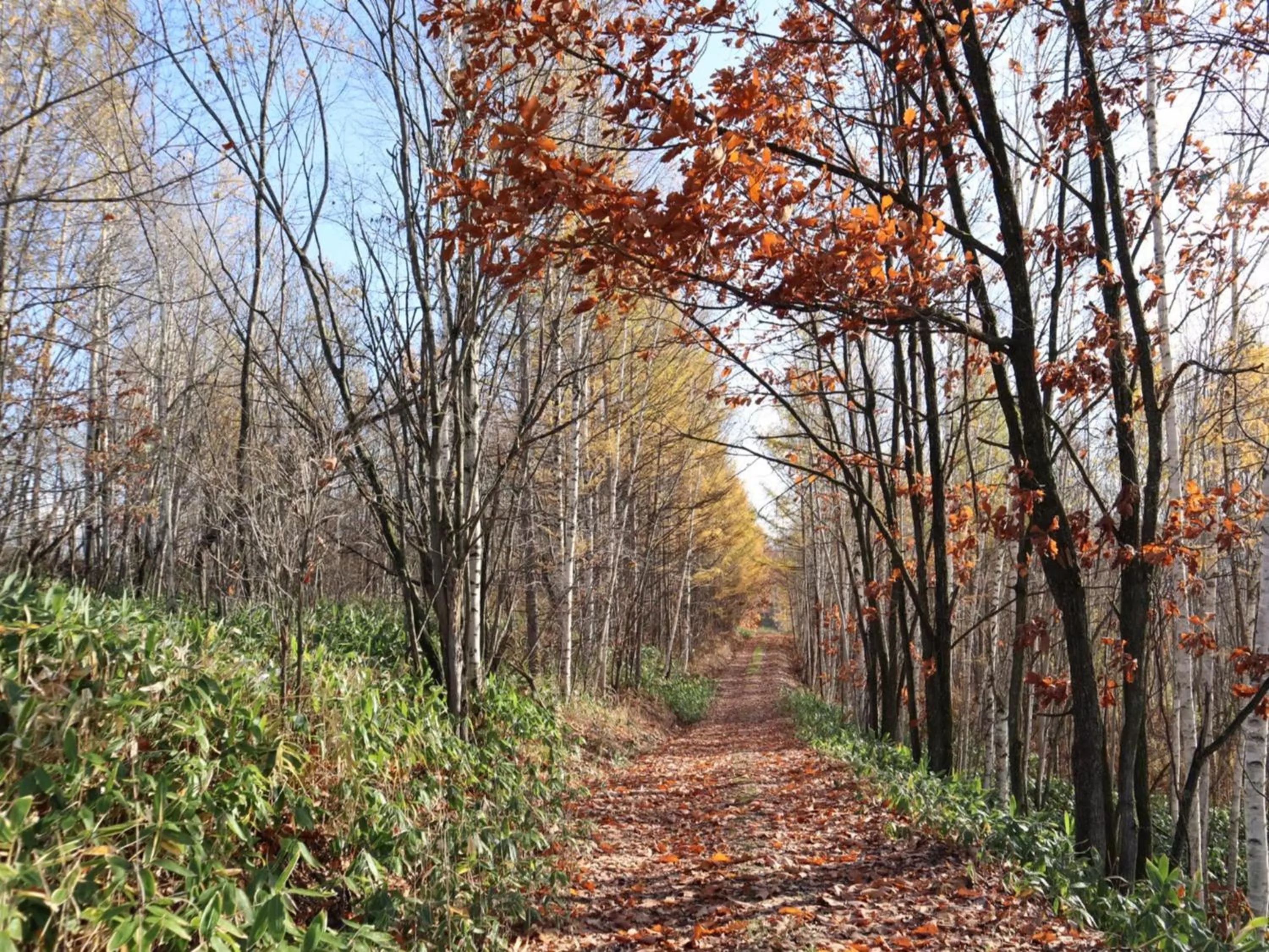 Off site in Maple Farm