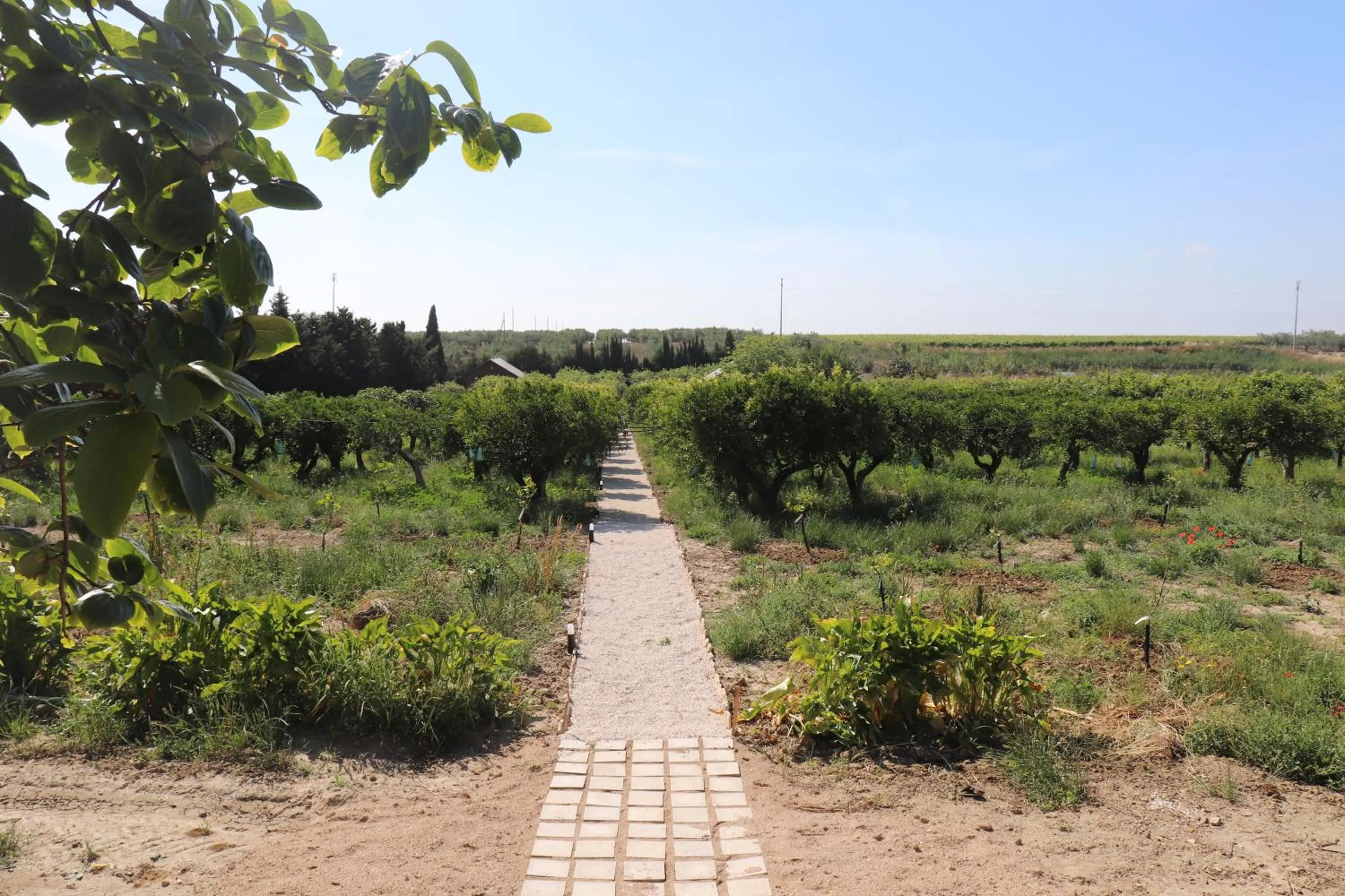 Garden in Agriturismo Vultaggio