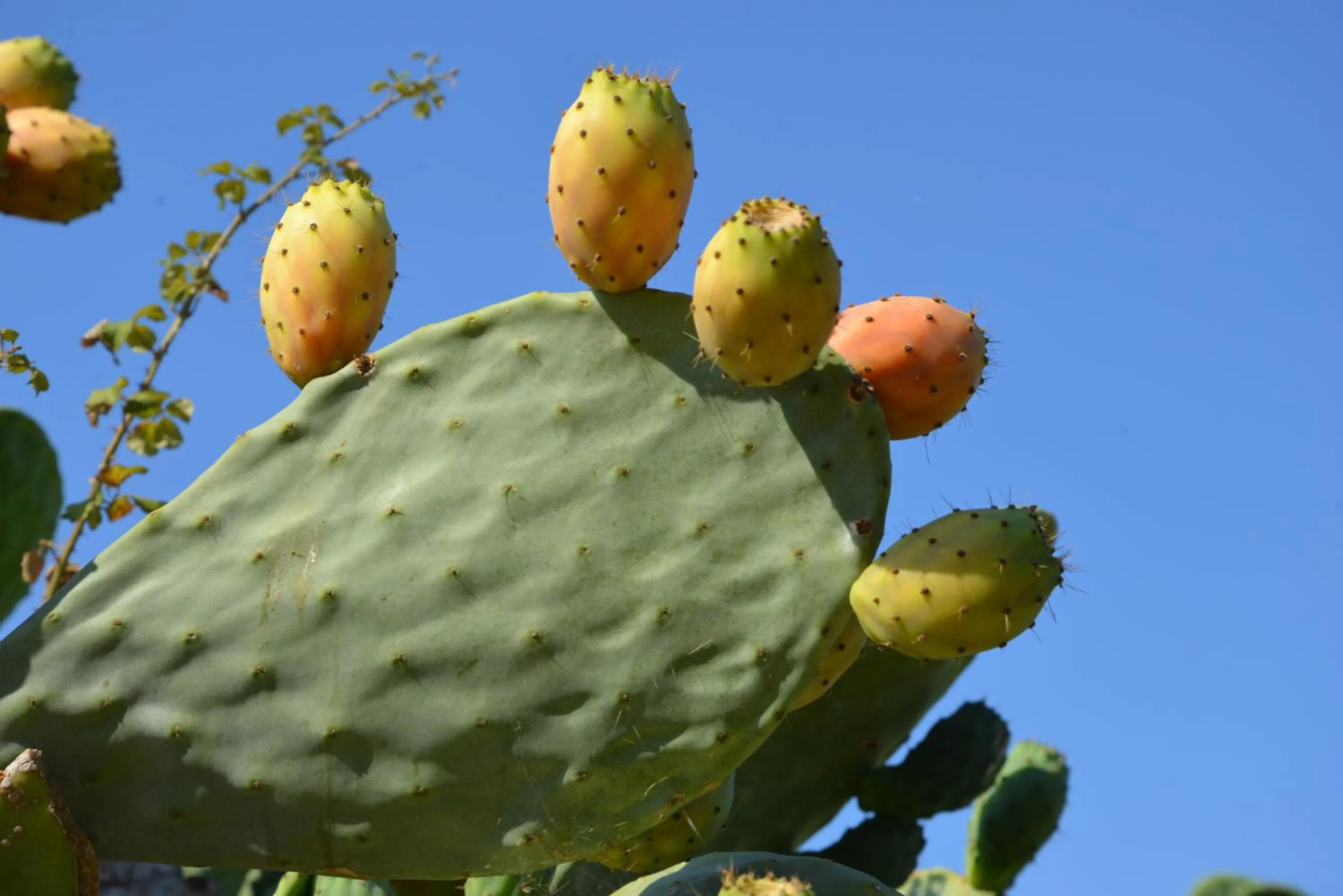 Food and drinks in Agriturismo Vultaggio