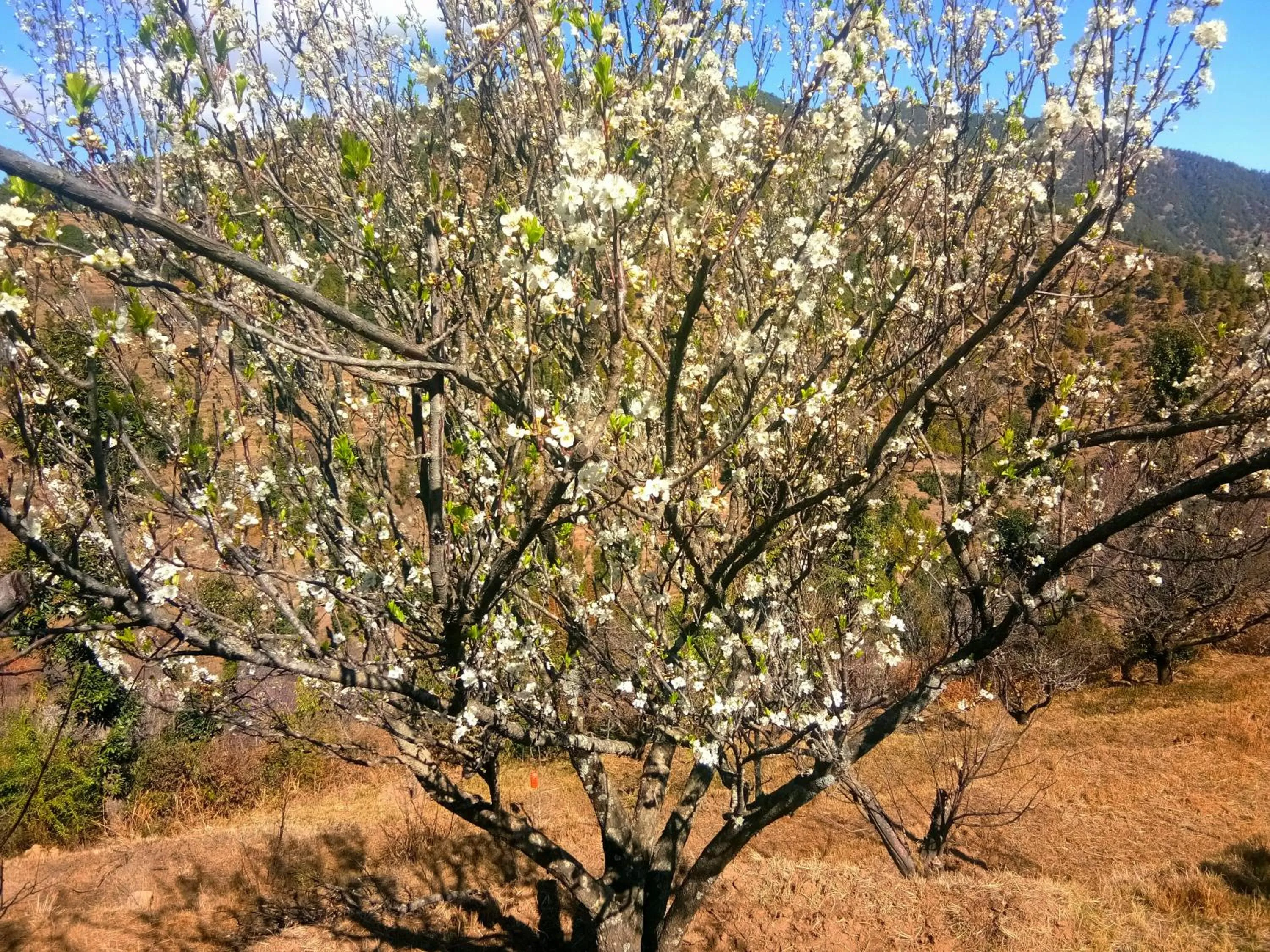 Garden in IN APPLE ESTATE KANATAL - Himalayan View Resort with Courteous Staff