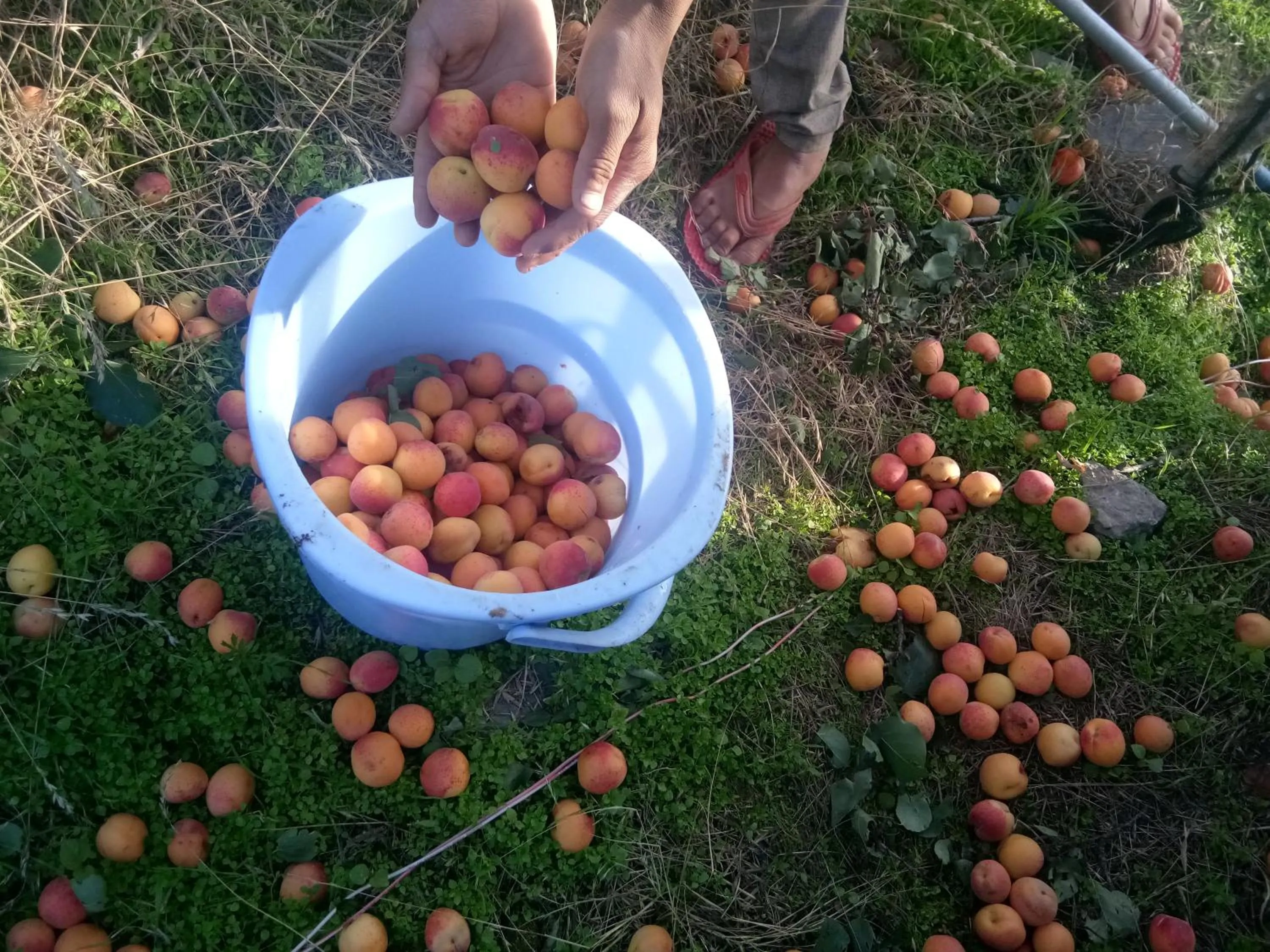 Garden view in IN APPLE ESTATE KANATAL - Himalayan View Resort with Courteous Staff