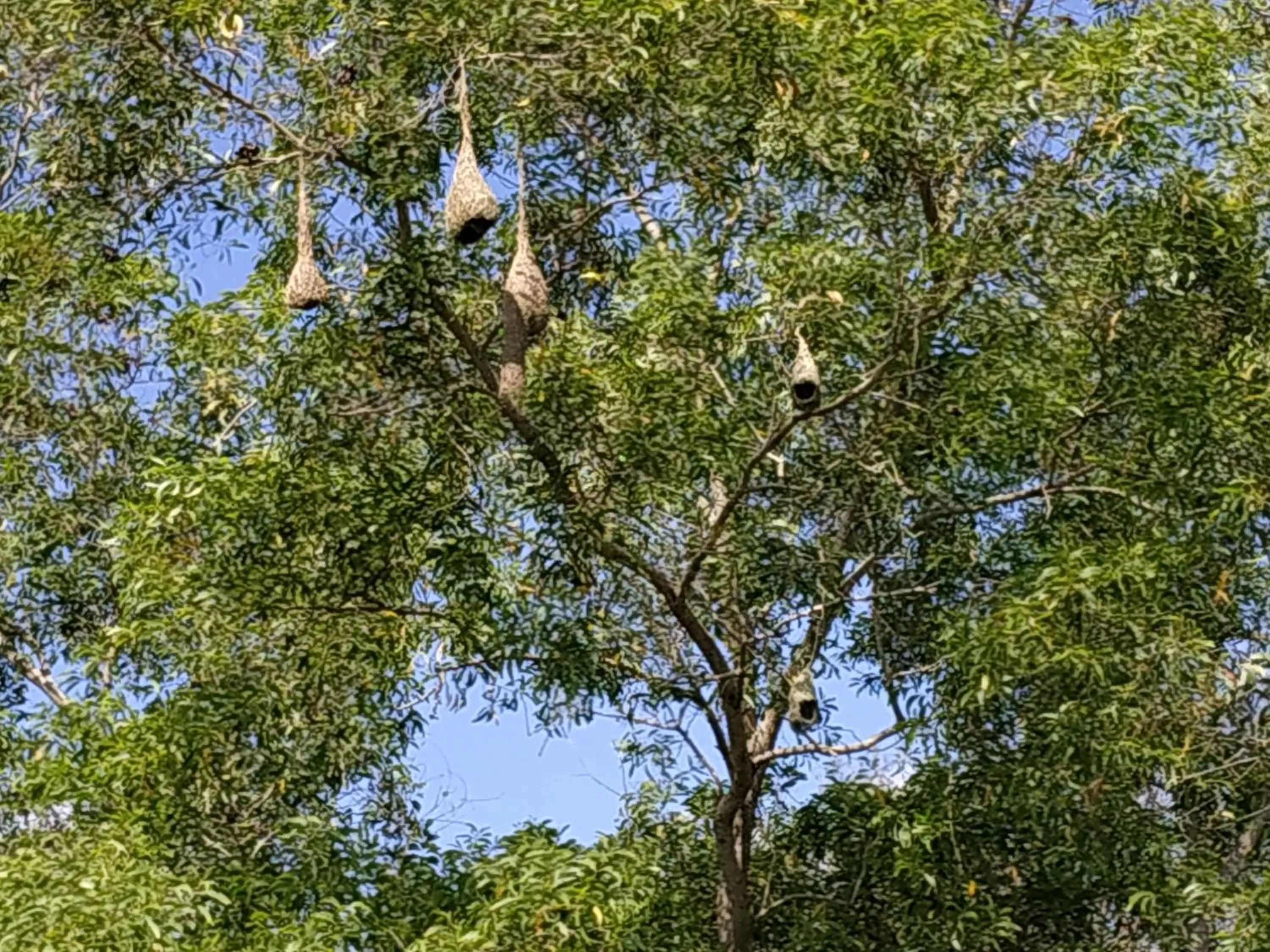 Garden in Sigiriya Cashew Palace Resort