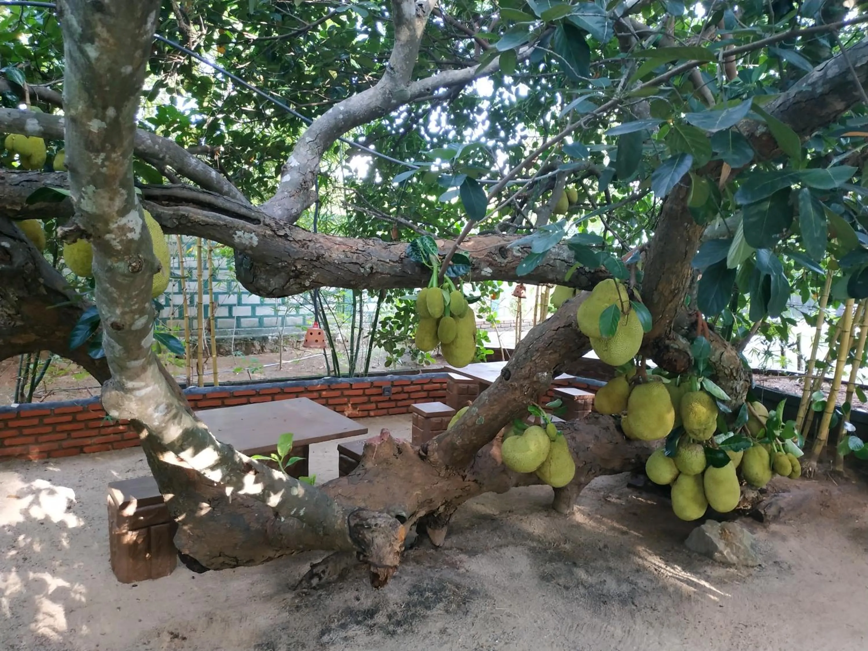 Balcony/Terrace in Sigiriya Cashew Palace Resort