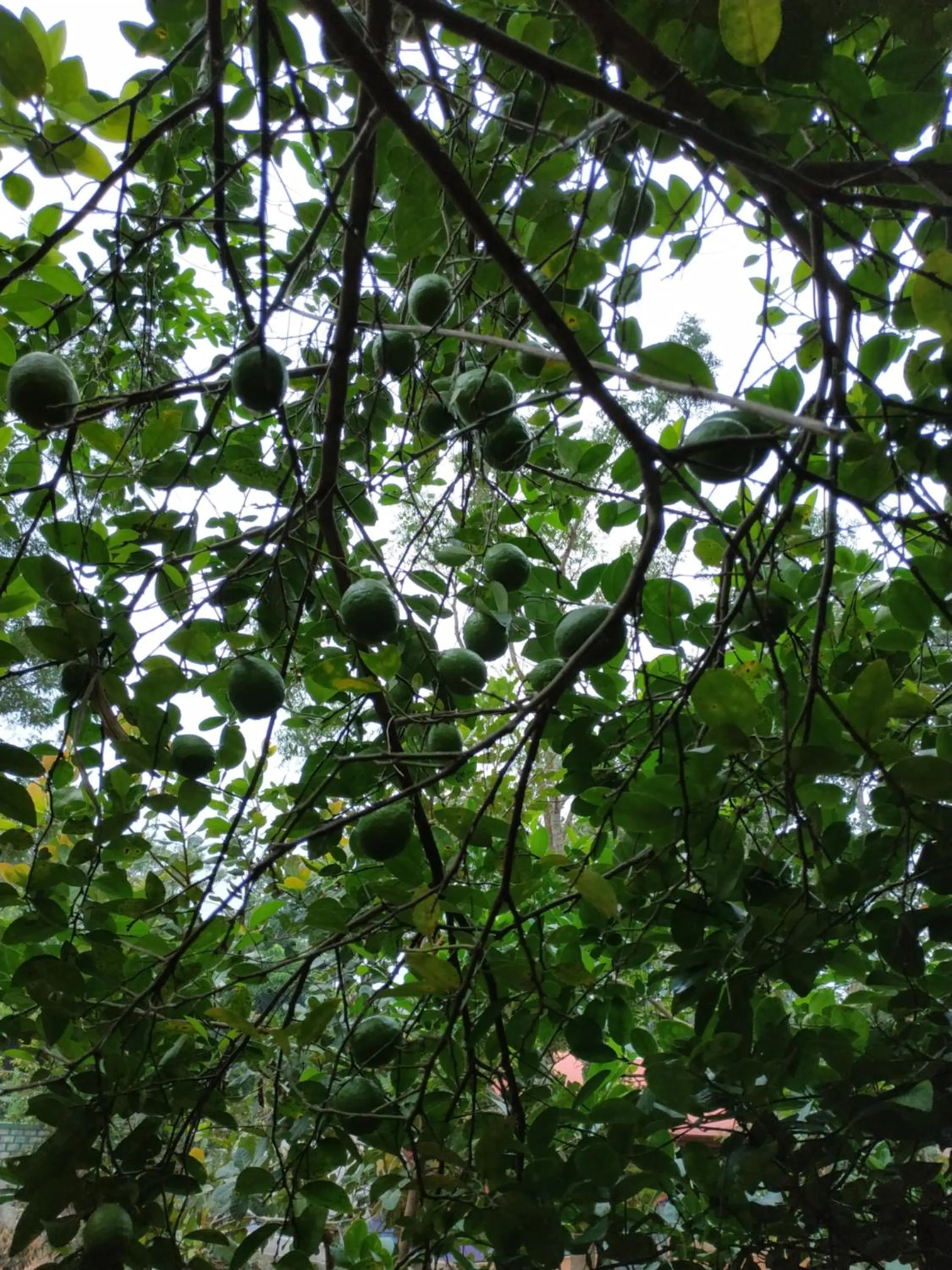 Garden in Sigiriya Cashew Palace Resort