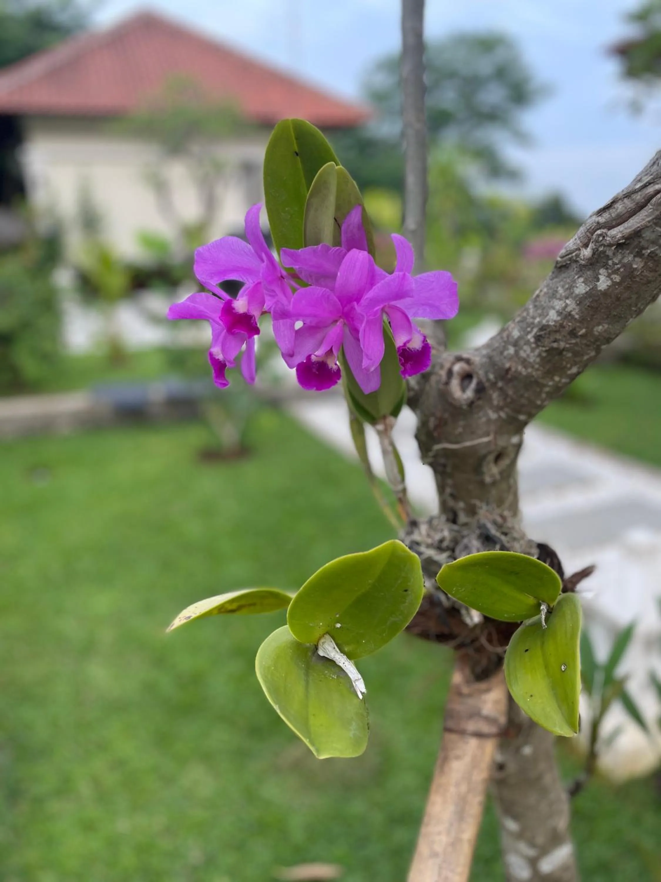 Garden in Villa Mata Hari