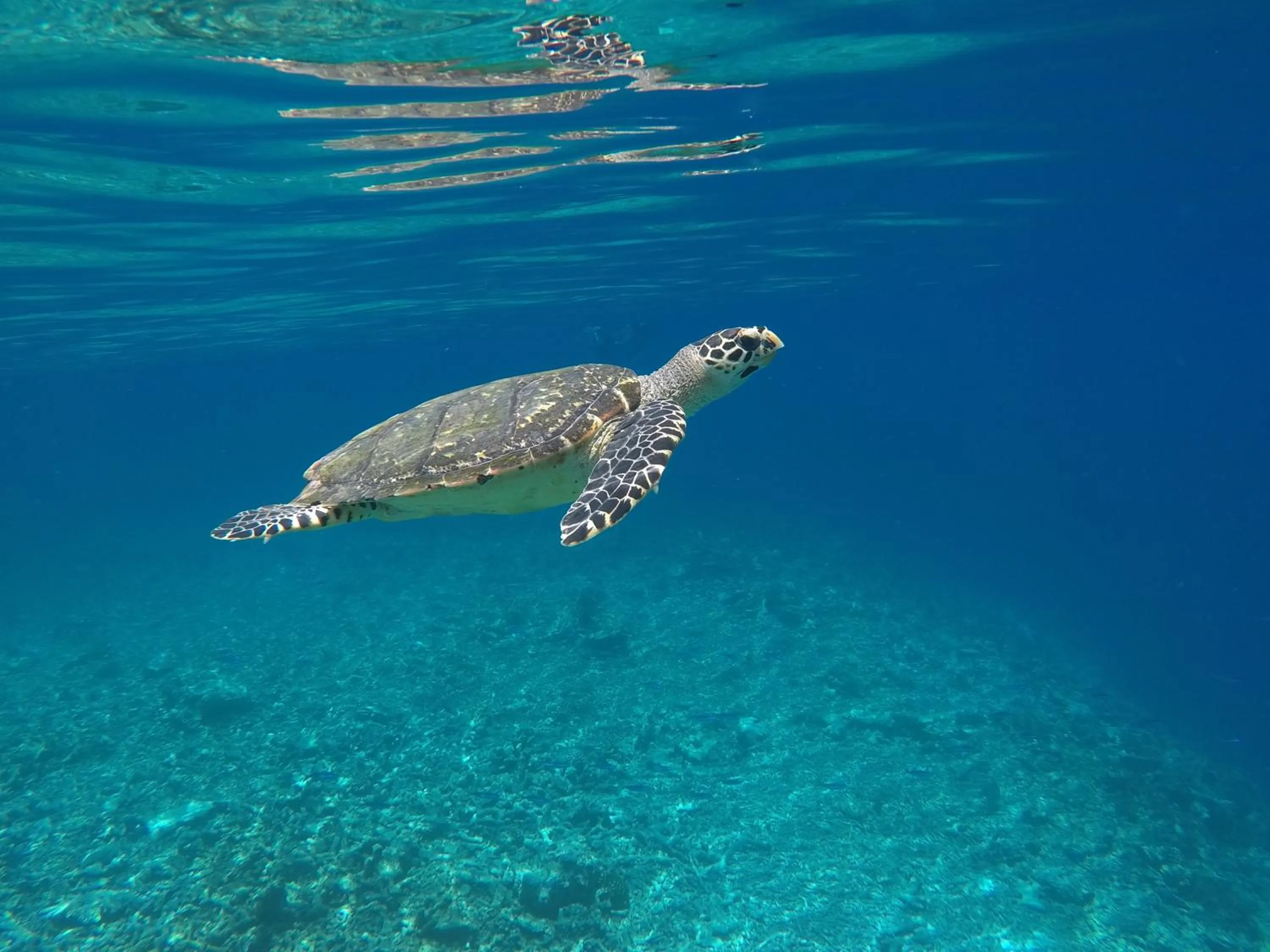Snorkeling in Atoll Residence Dhangethi