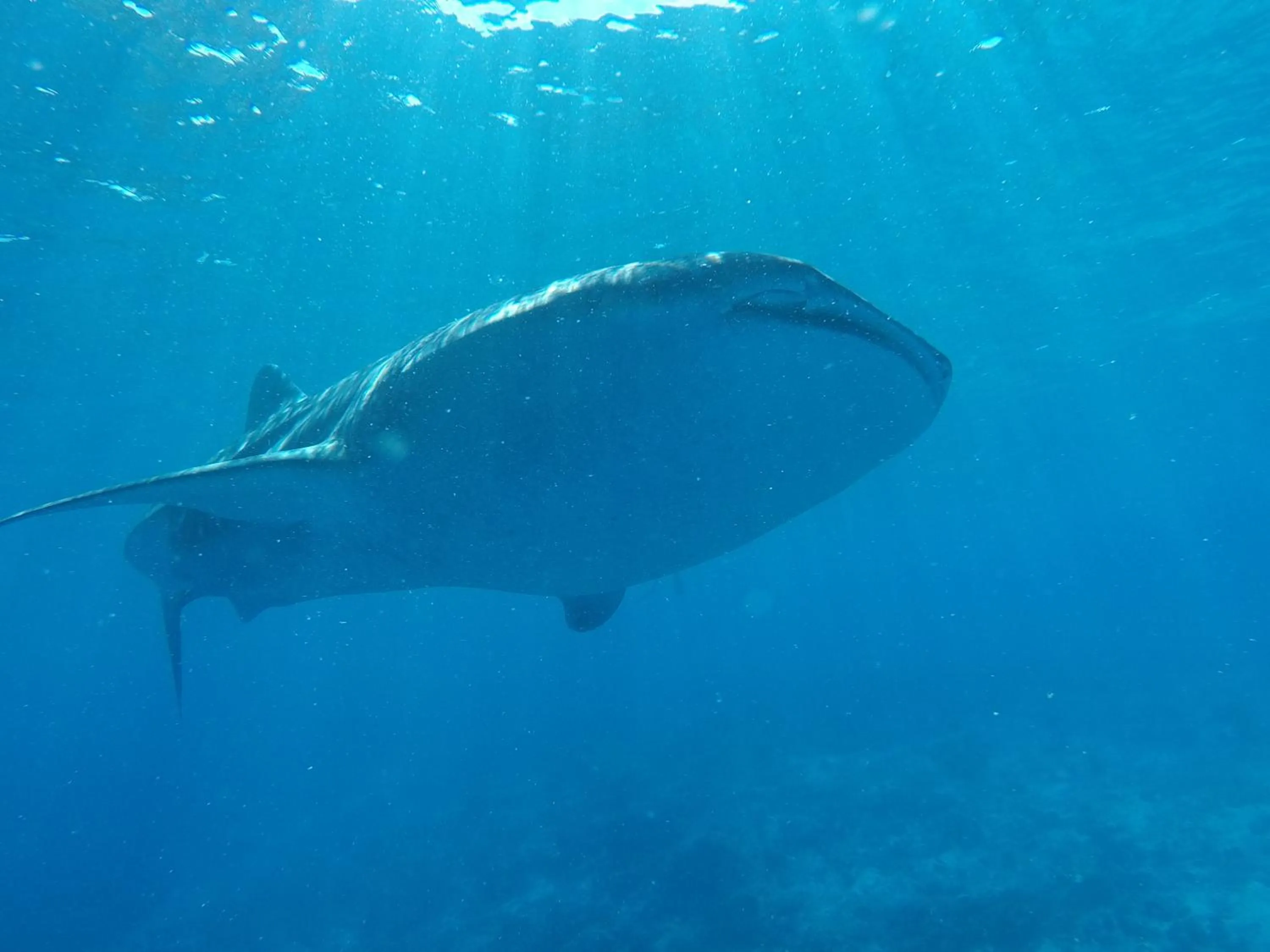 Snorkeling in Atoll Residence Dhangethi
