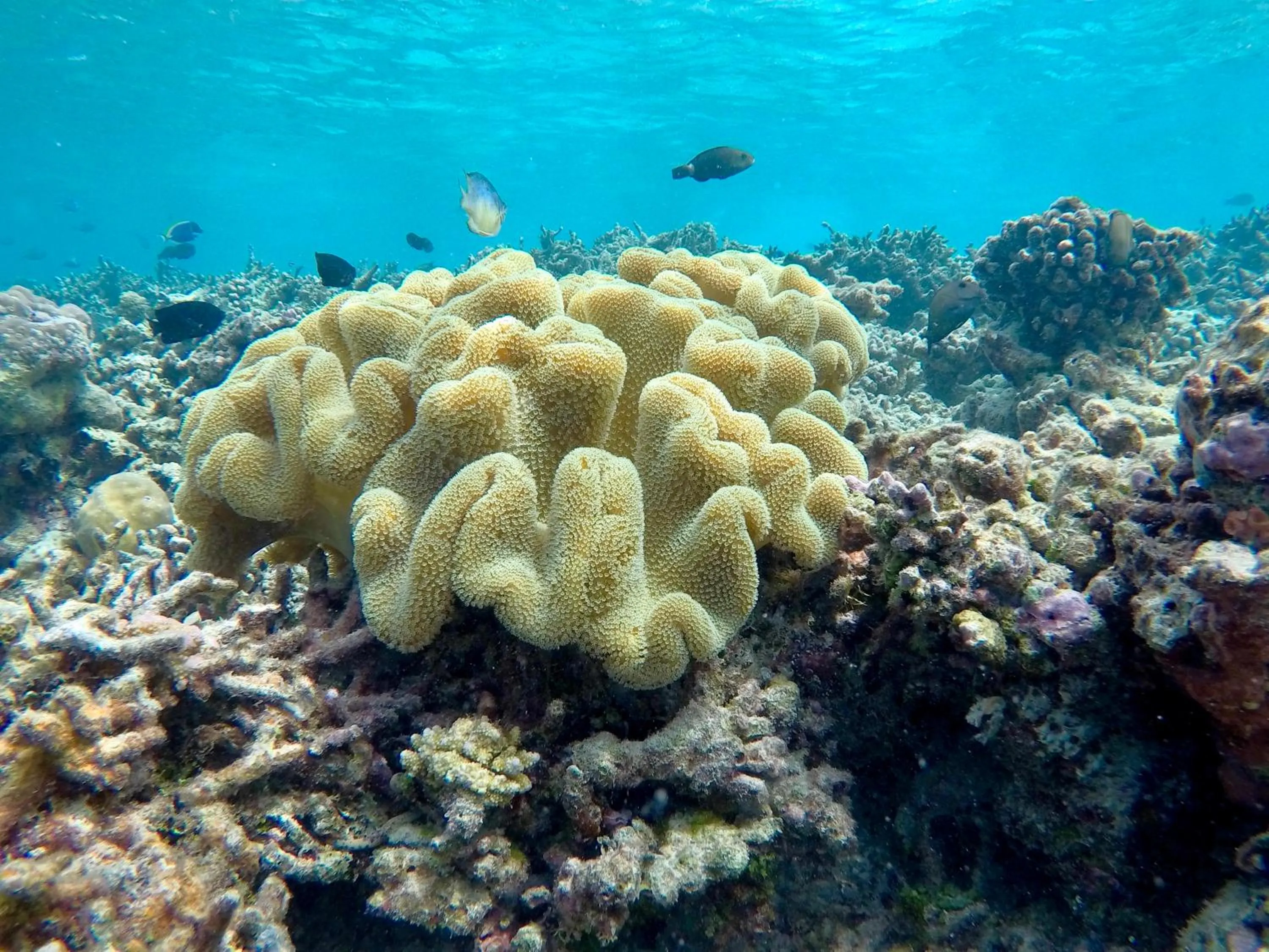 Snorkeling in Atoll Residence Dhangethi