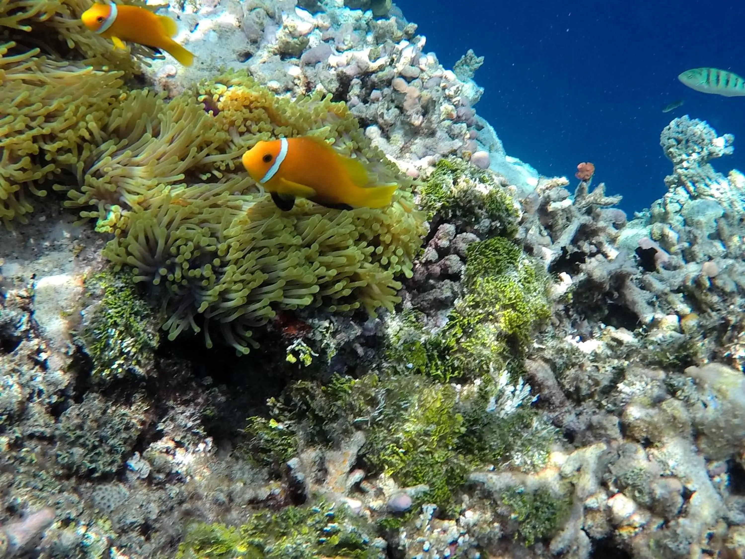Snorkeling in Atoll Residence Dhangethi