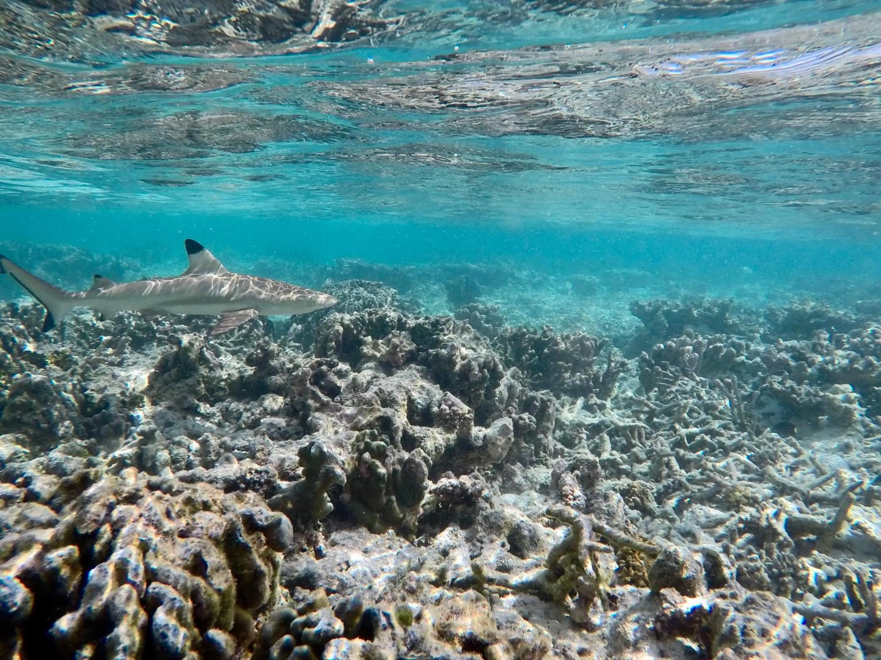 Snorkeling in Atoll Residence Dhangethi