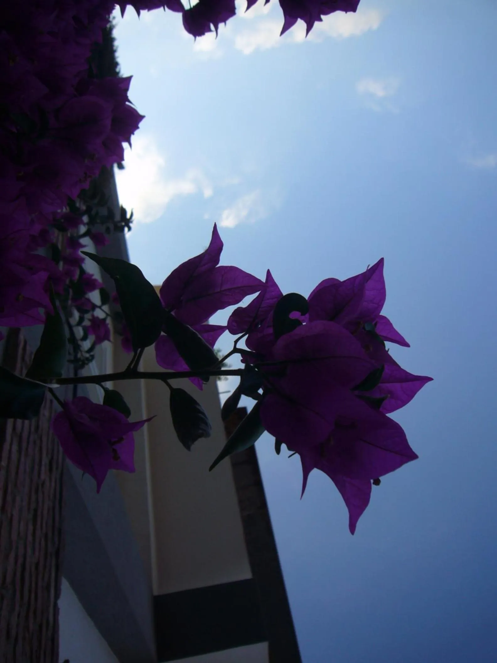 Other in Hotel La Tripergola