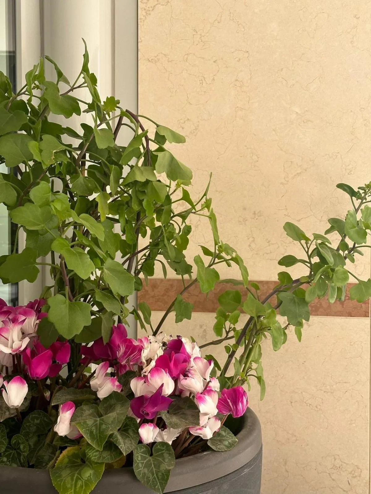 Spring in Hotel Ambra