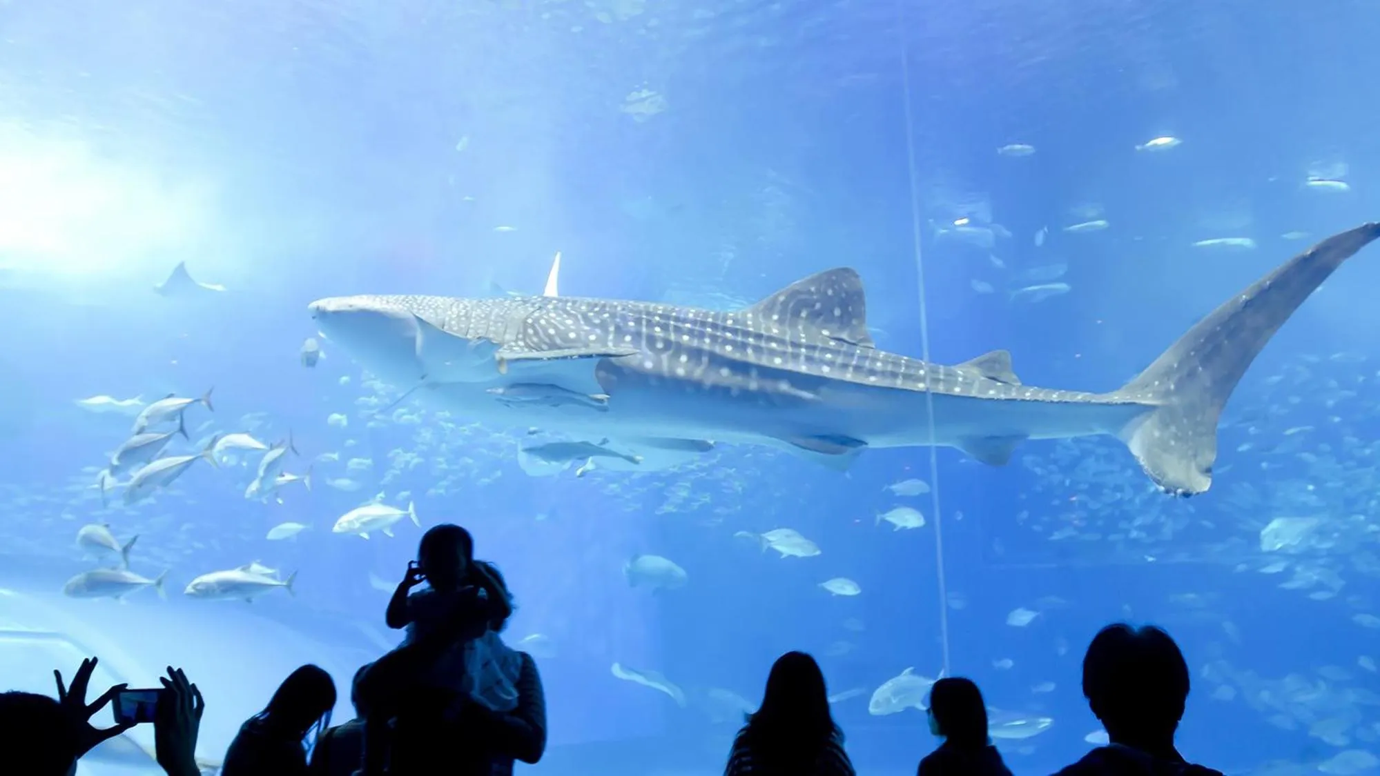 Diving in la ohana～瀬底島～（2022年OPEN）