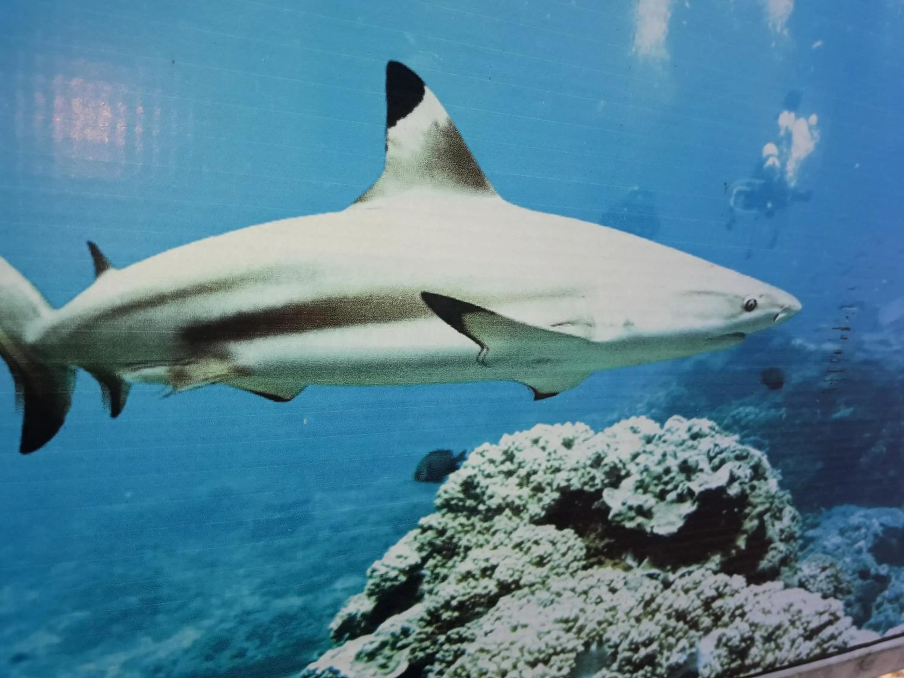 Animals in Dive beach palace