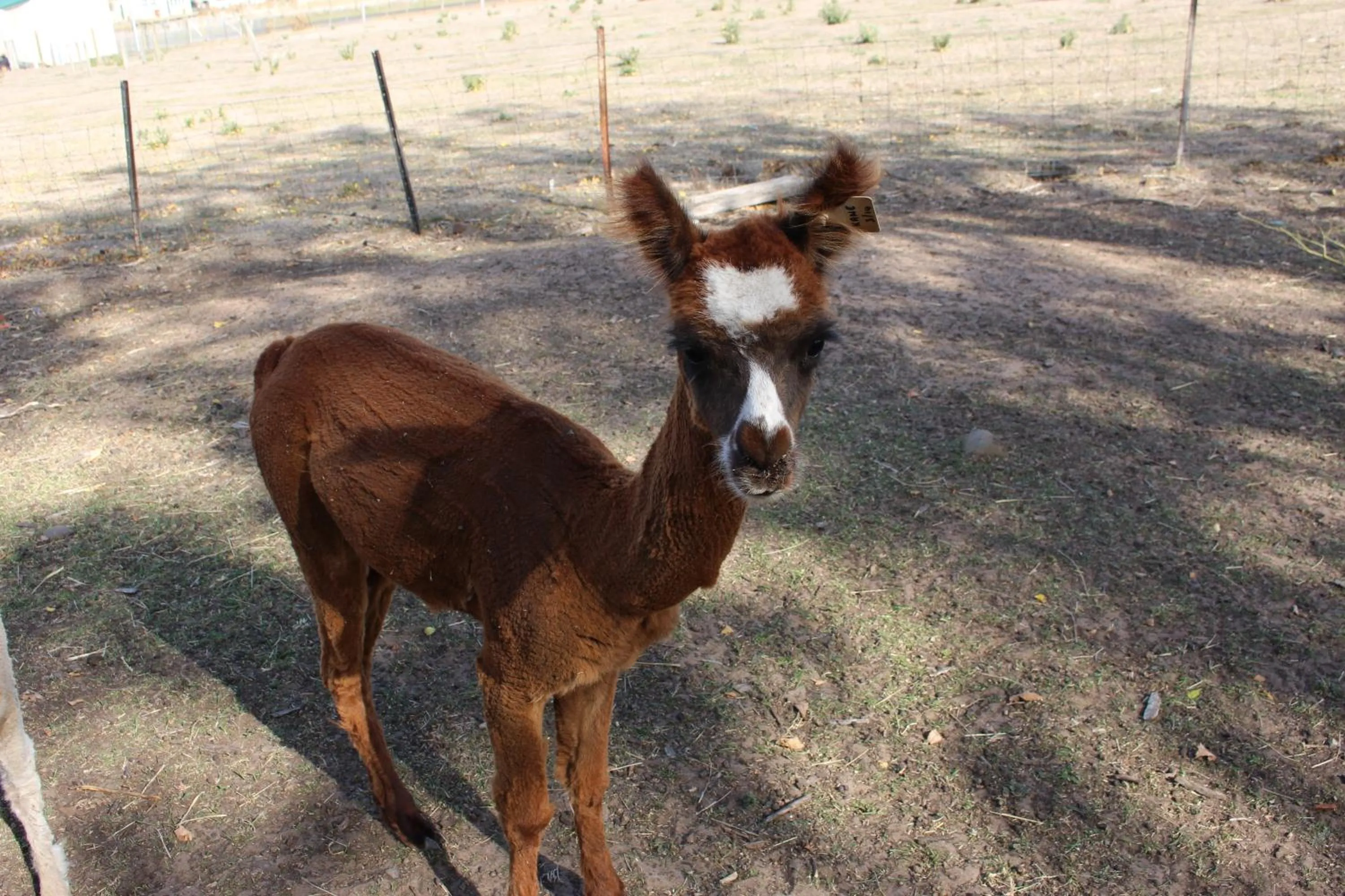 Pets in Ivy on Glenelg