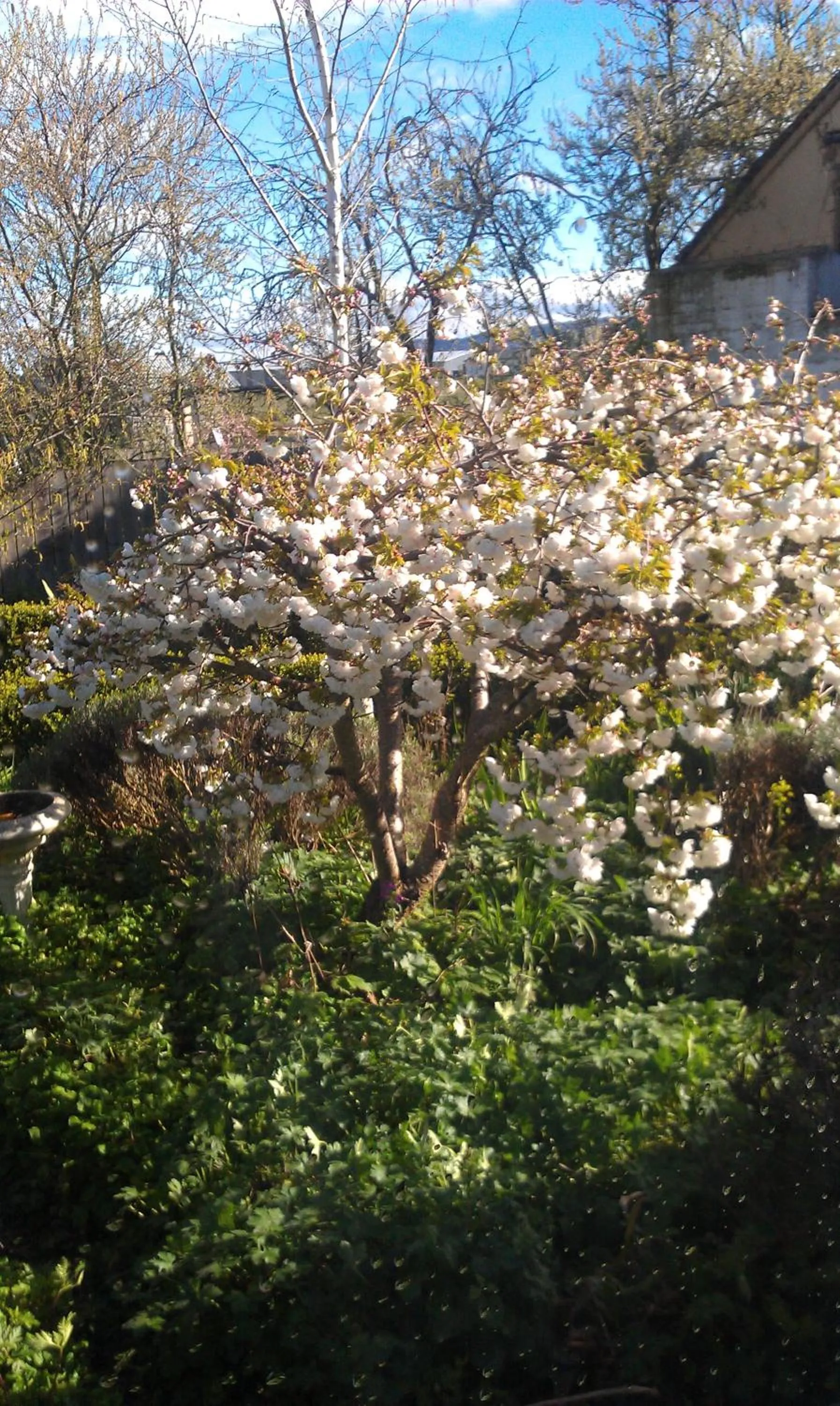 Garden view in Ivy on Glenelg
