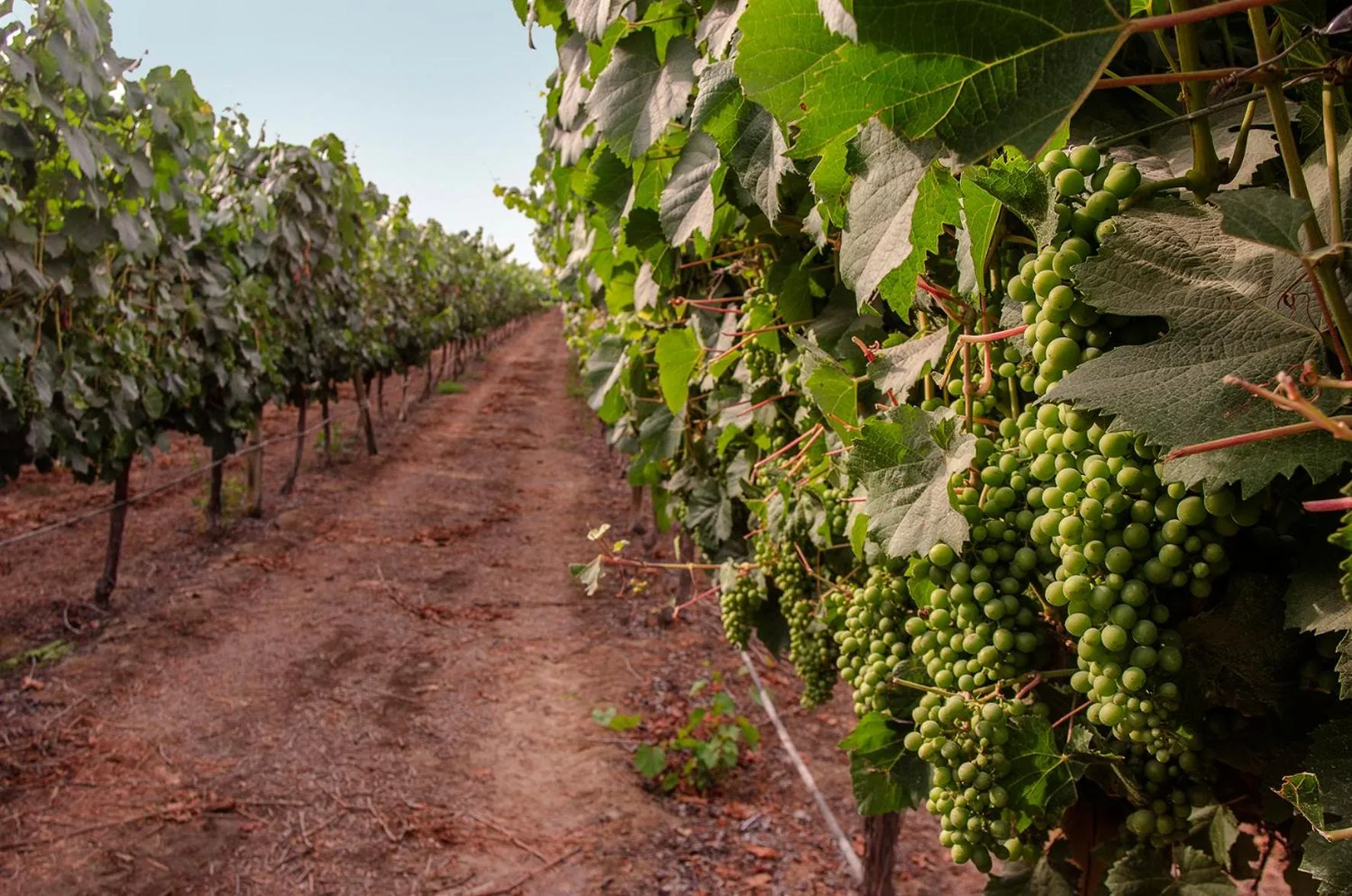 Off site in Hotel Viñas Queirolo