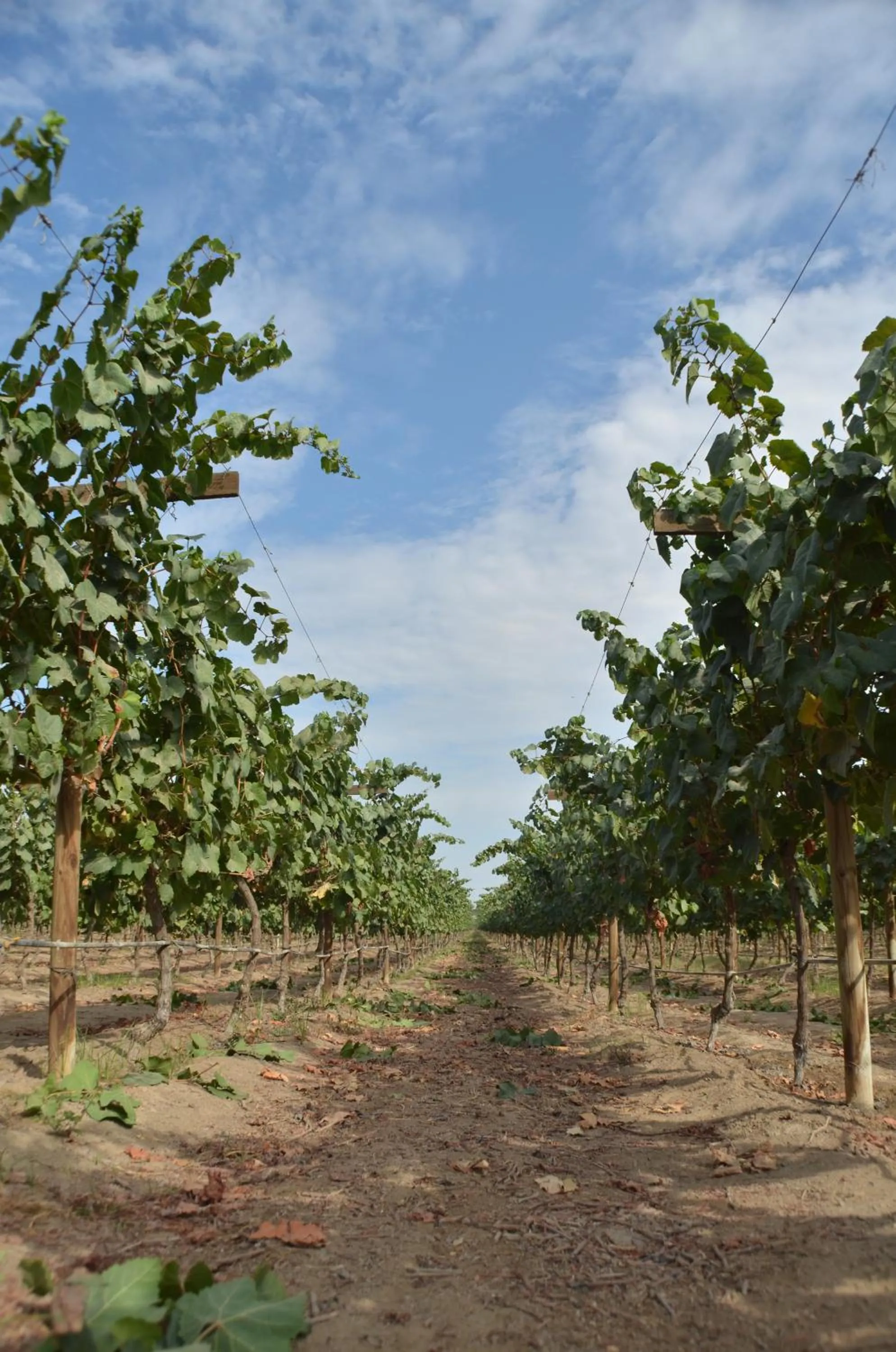 Area and facilities in Hotel Viñas Queirolo