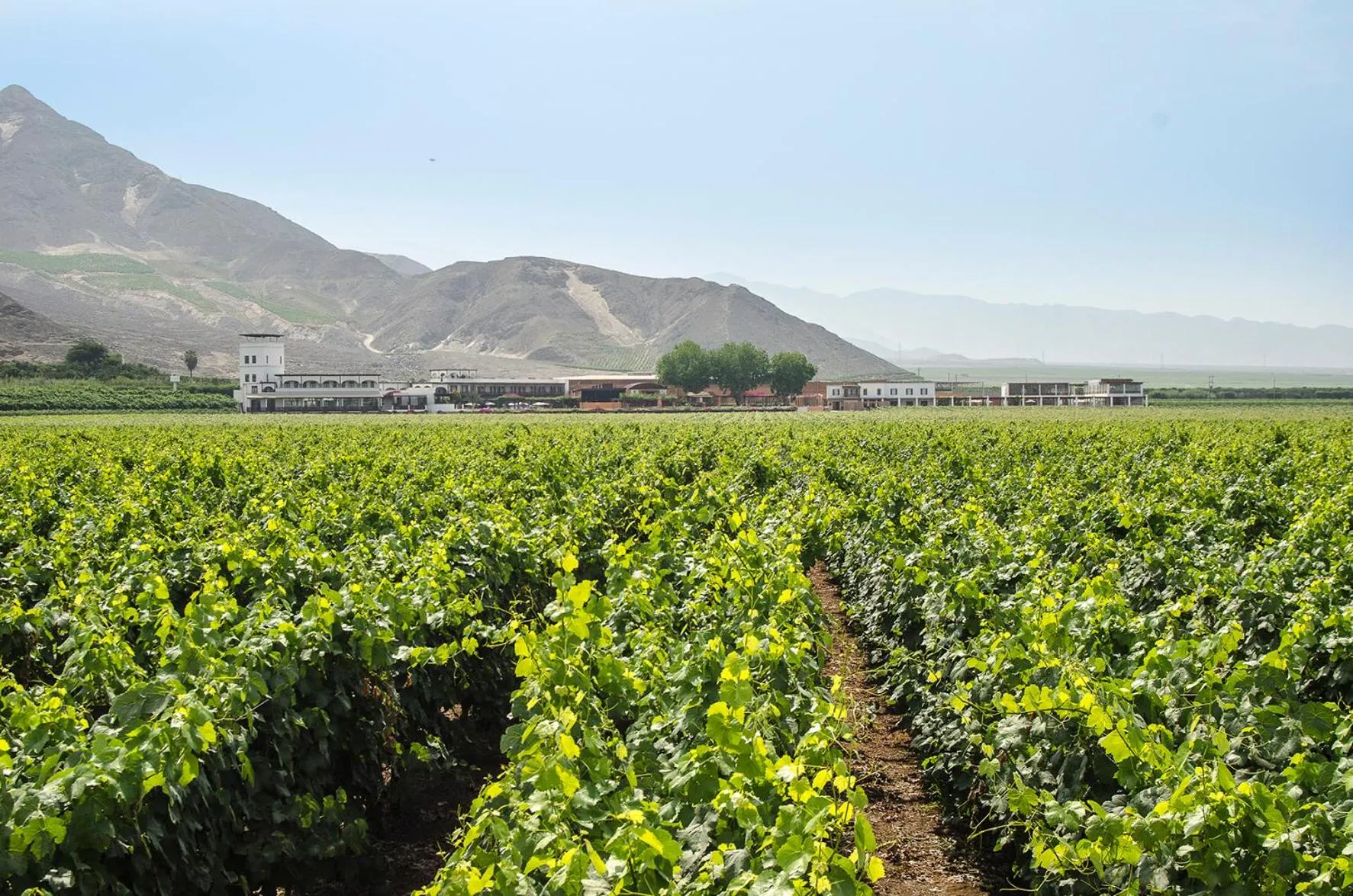 Off site in Hotel Viñas Queirolo