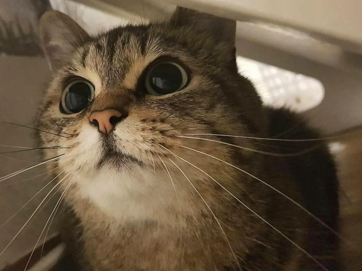 Pets in Greenday Guesthouse