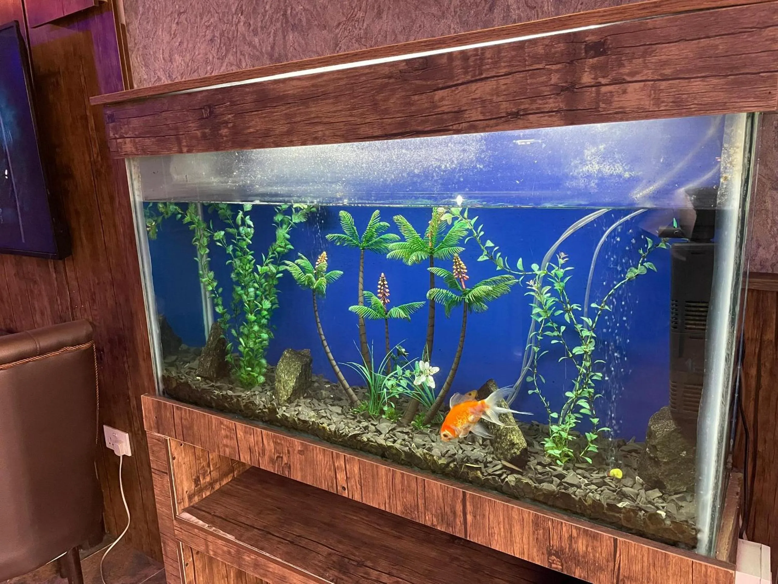 Animals in Presken Hotel Fajodd-4, Allen, Ikeja, Lagos